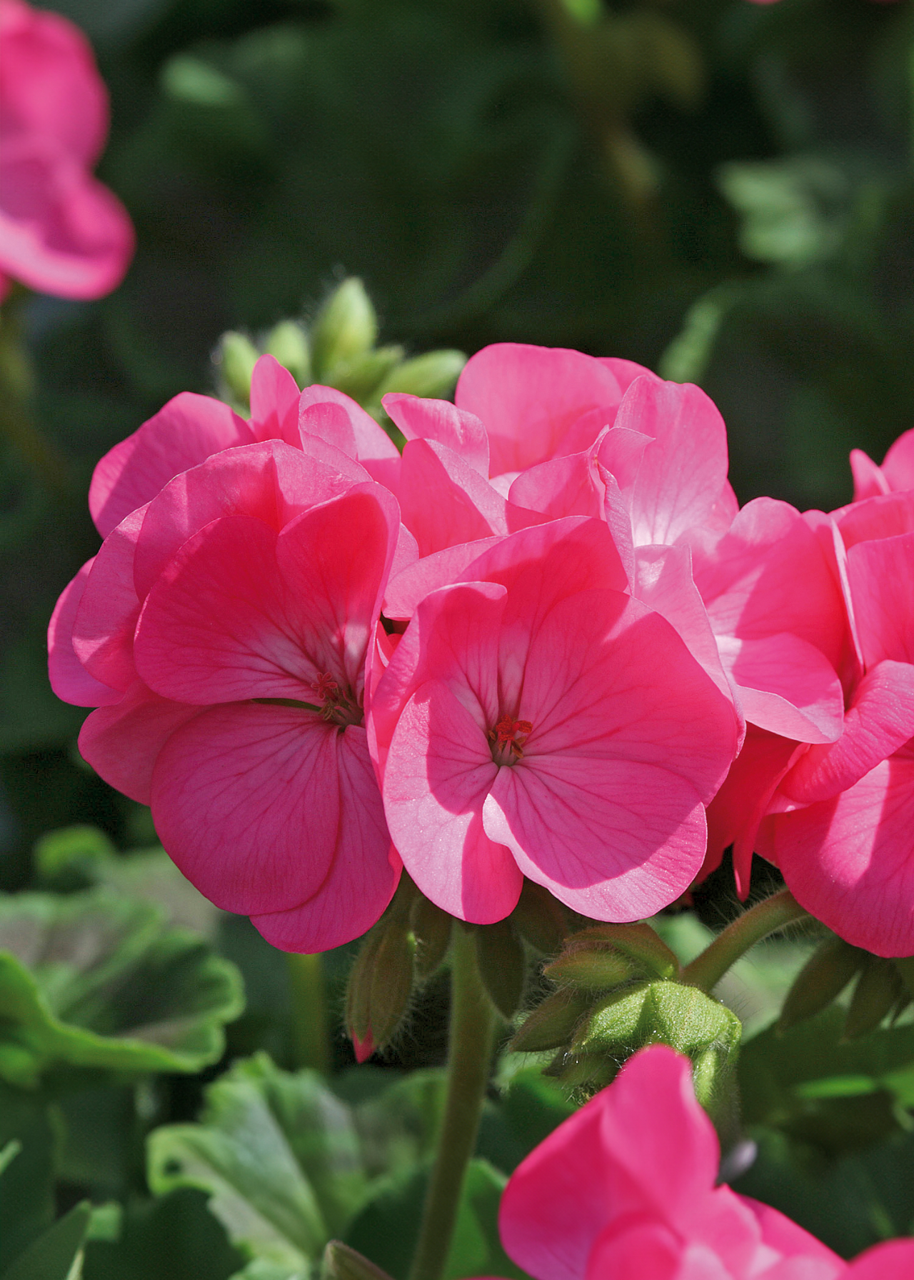 Geranium Rose Plug Plant 20 Pack