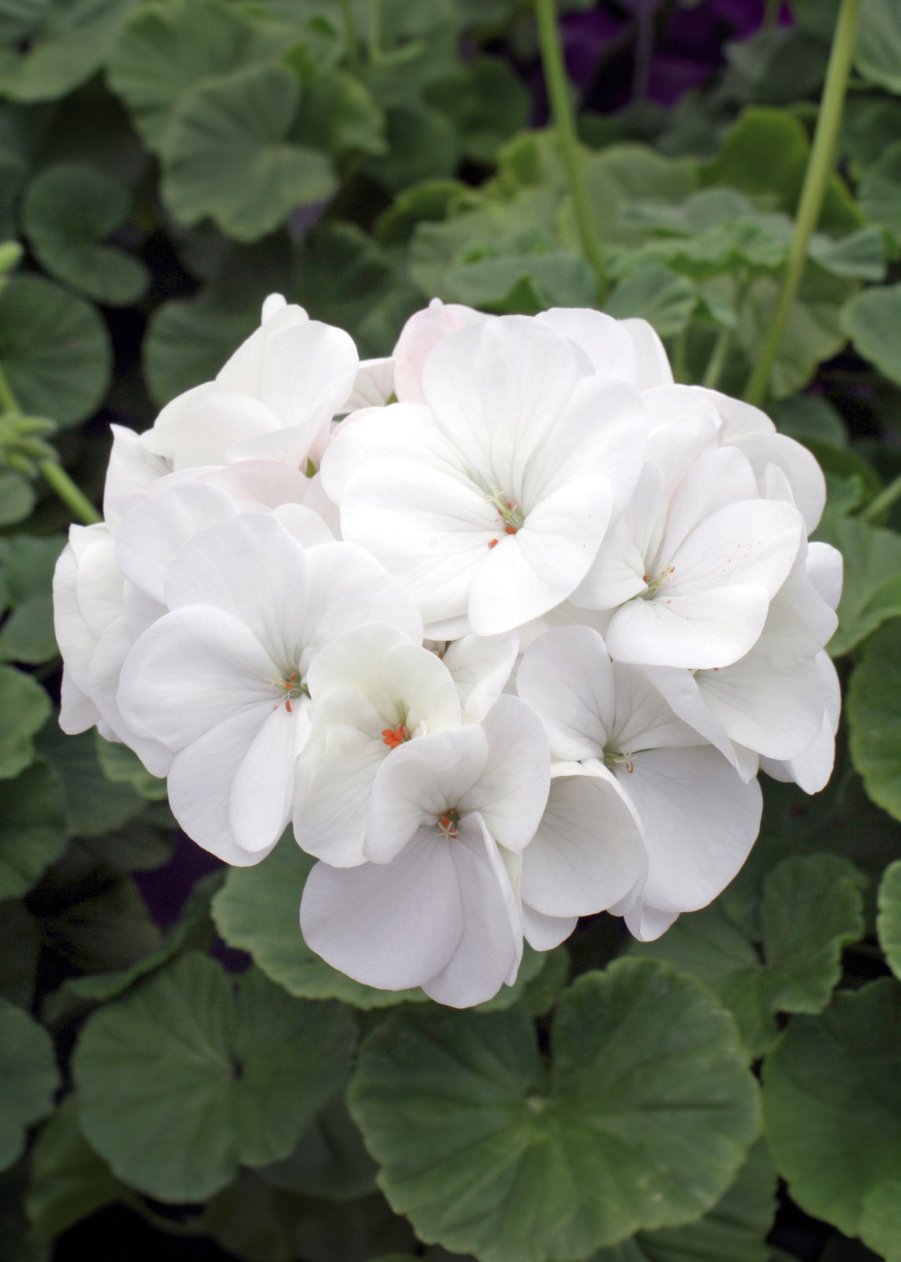 Geranium White Plug Plant 20 Pack