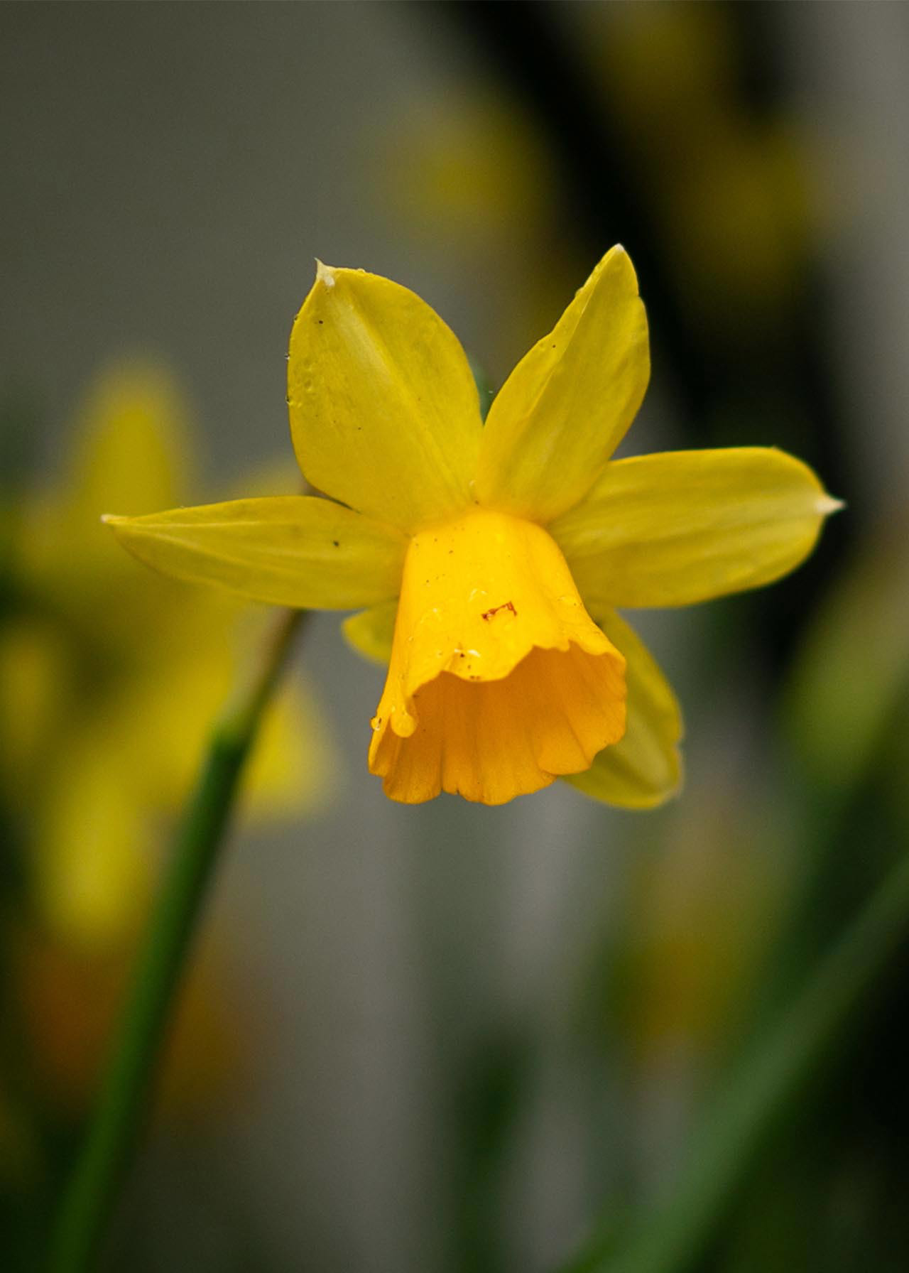 Daffodil (Narcissus) Tete A Tete Pack of 50
