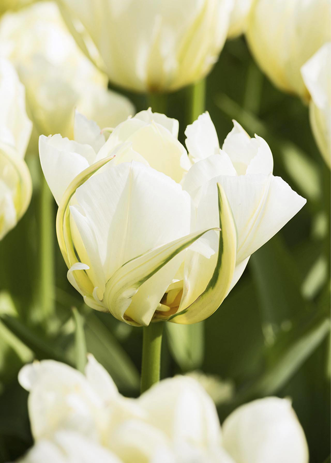 Tulip Exotic Emperor pack of 5