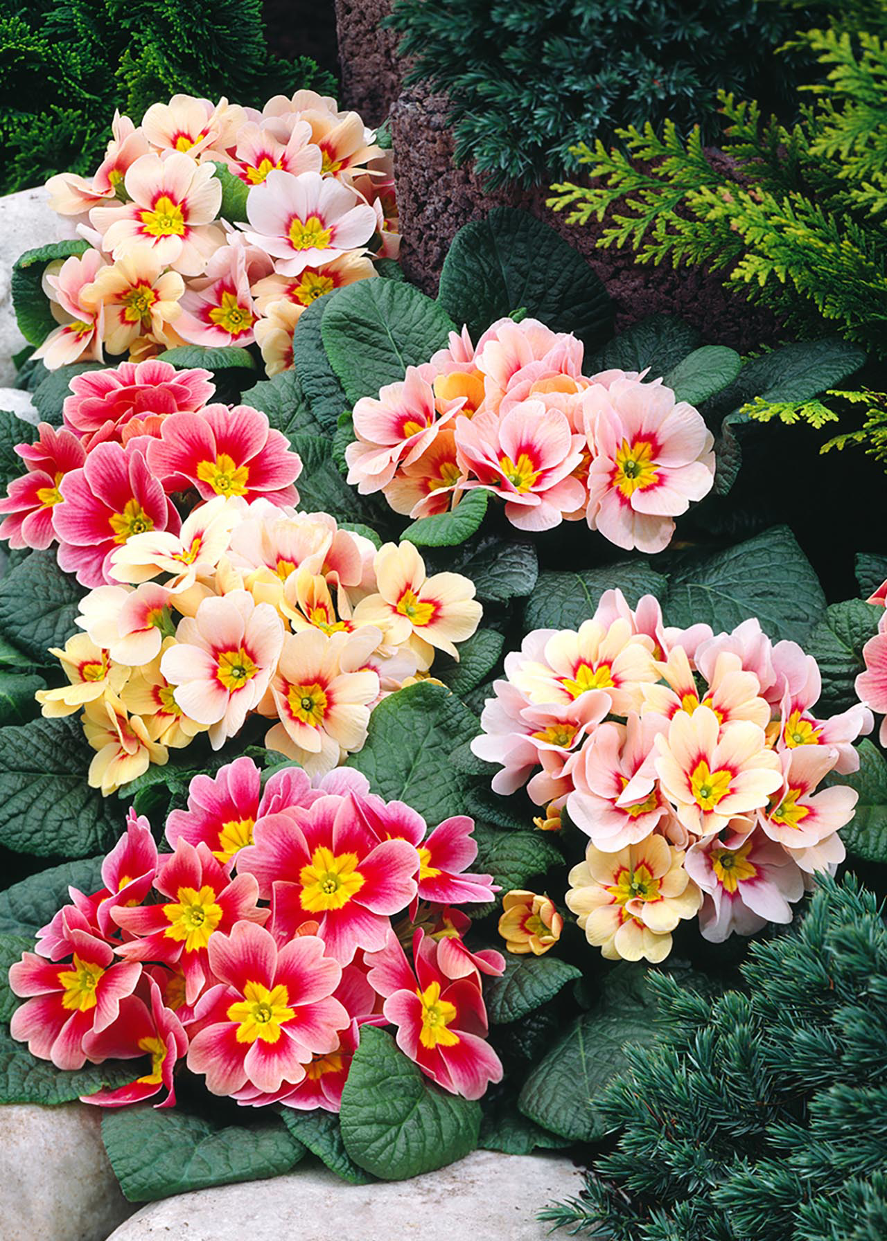 Primrose Sphinx Peach 6pk