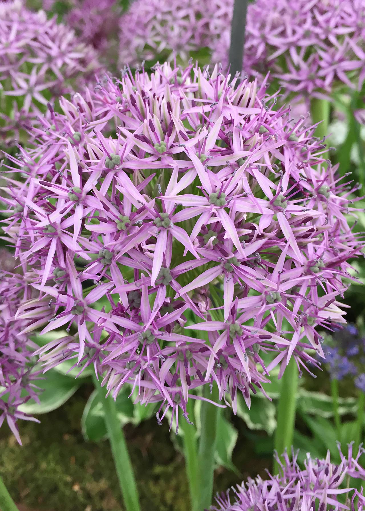 Allium Violet Beauty pack of 6
