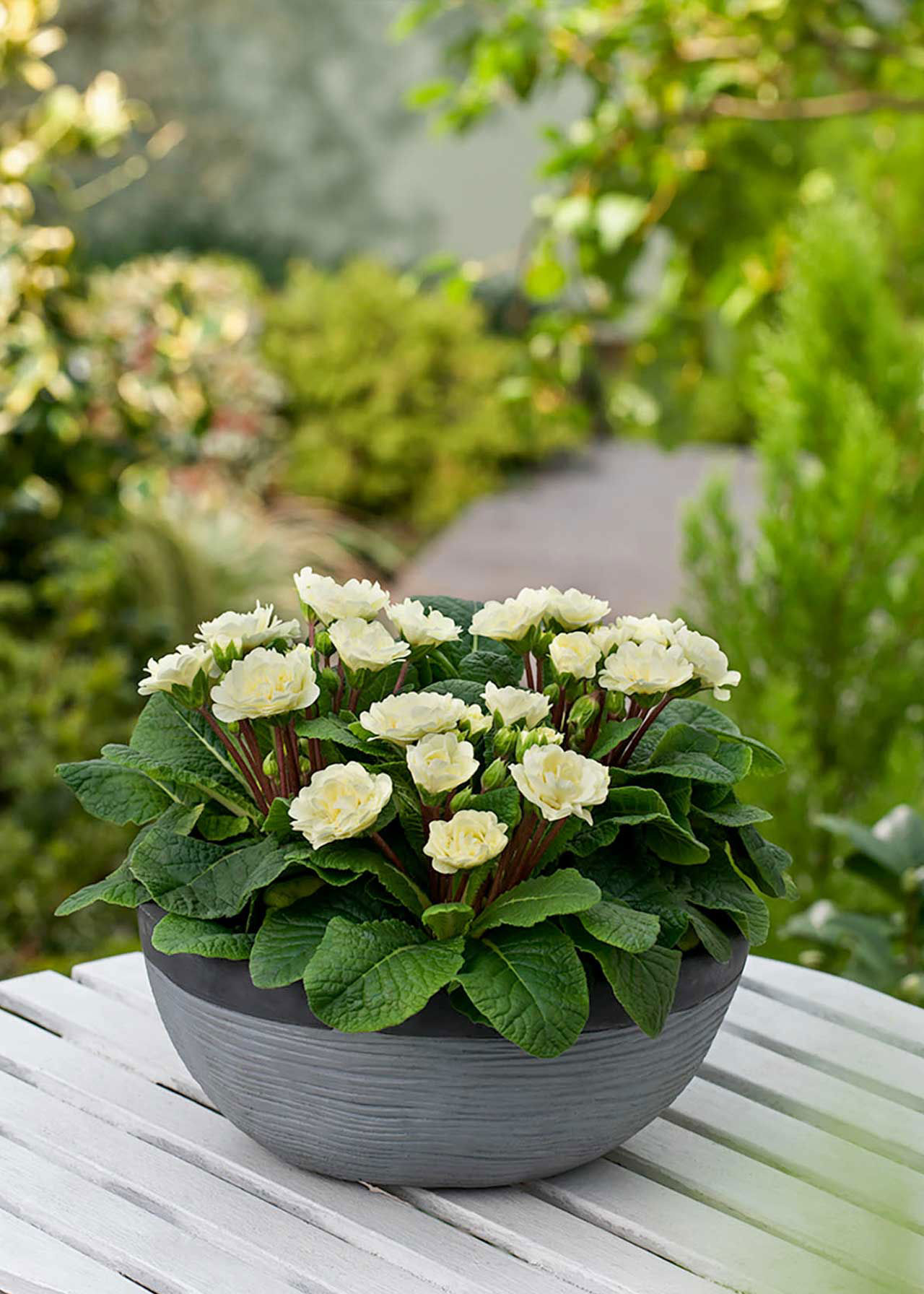 Primrose Buttercream 6pk