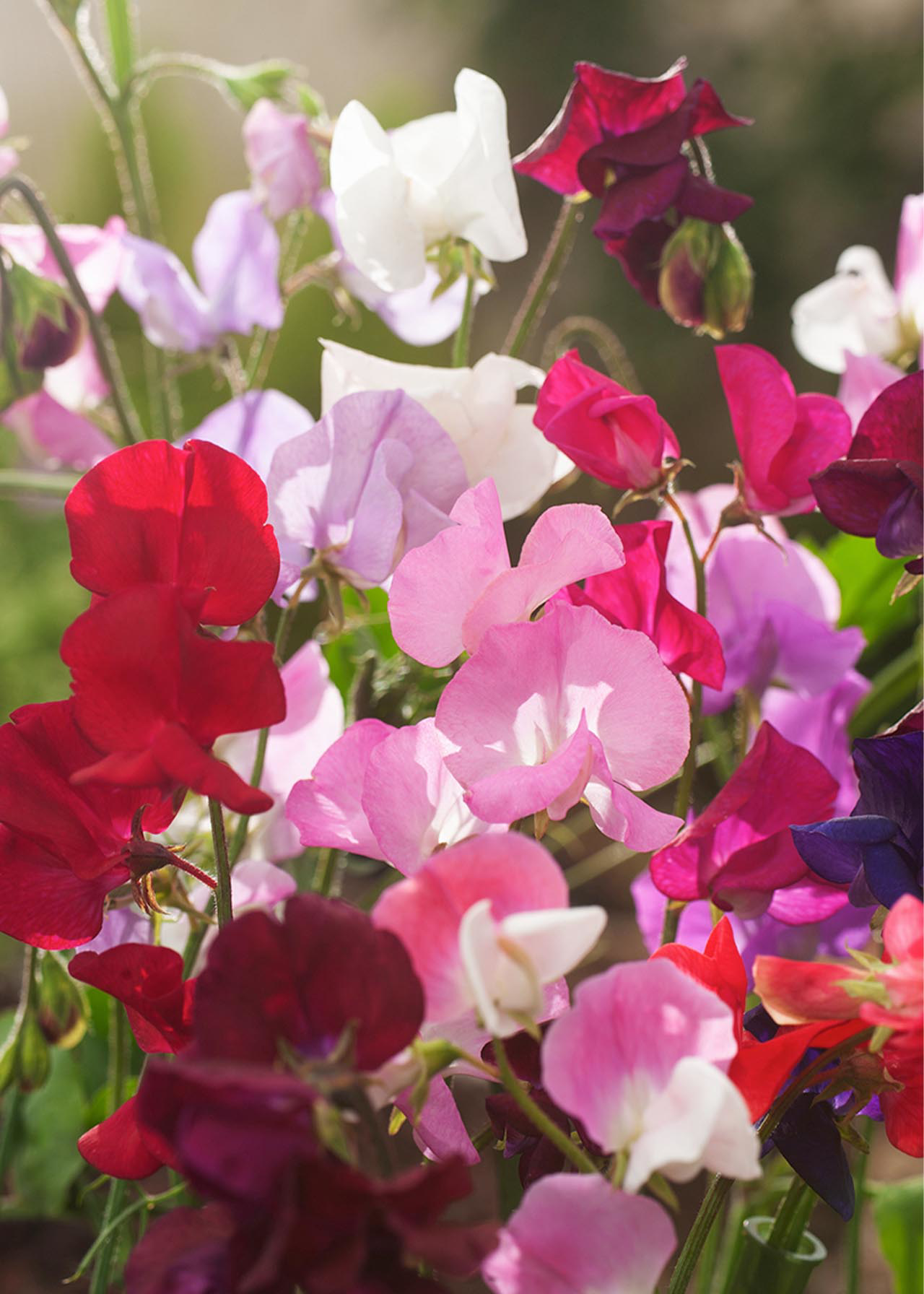Sweet Pea Spencer Mix 9cm