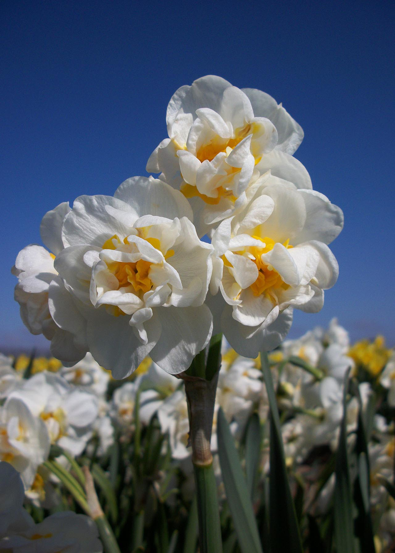 Daffodil Bridal Crown Pack of 5