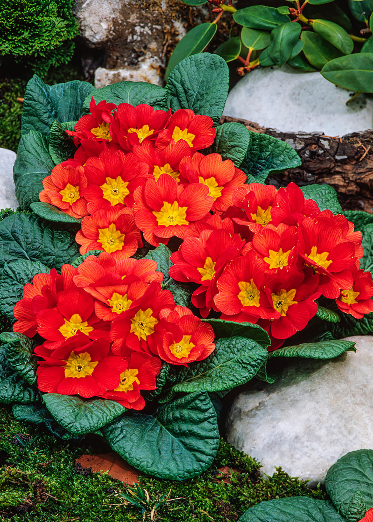 Primrose Sphinx Orange Red 6pk