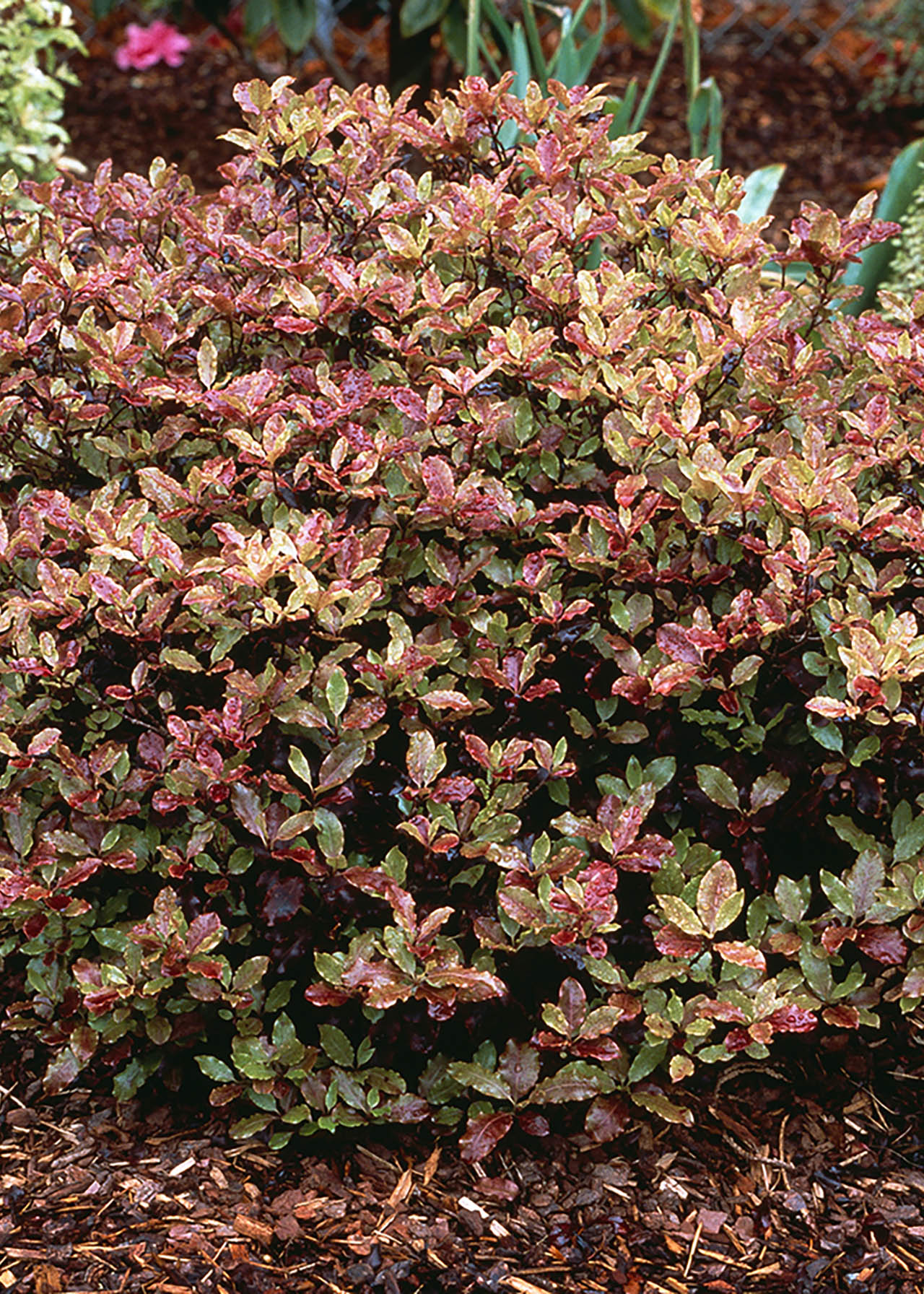 Pittosporum Tom Thumb 3ltr