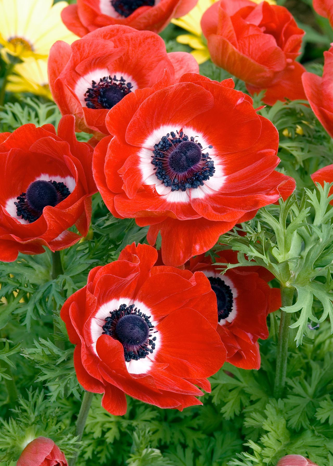 Anemone Harmony Scarlet 2ltr