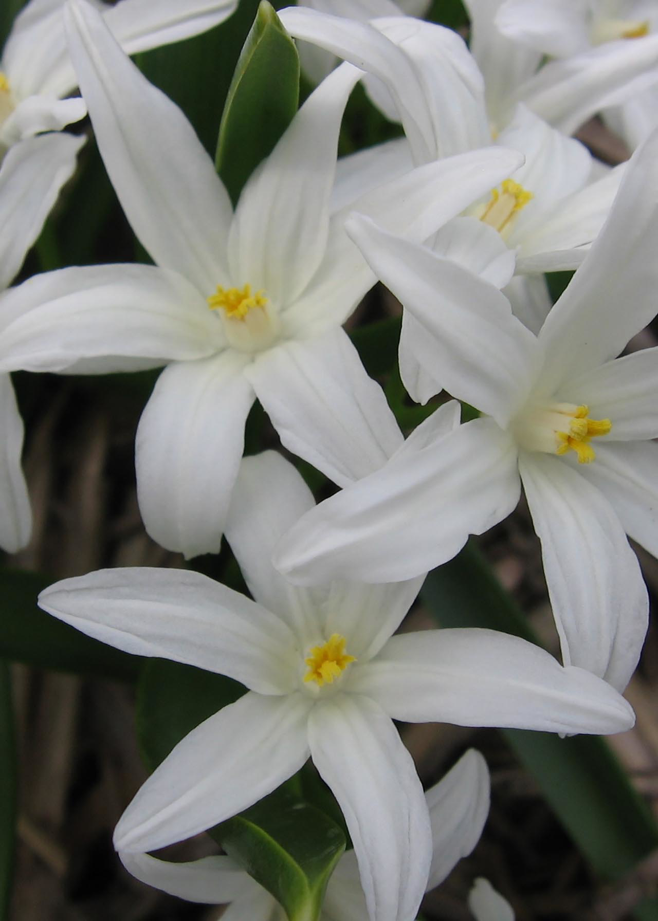 Chionodoxa Luciliae Alba Pack of 10