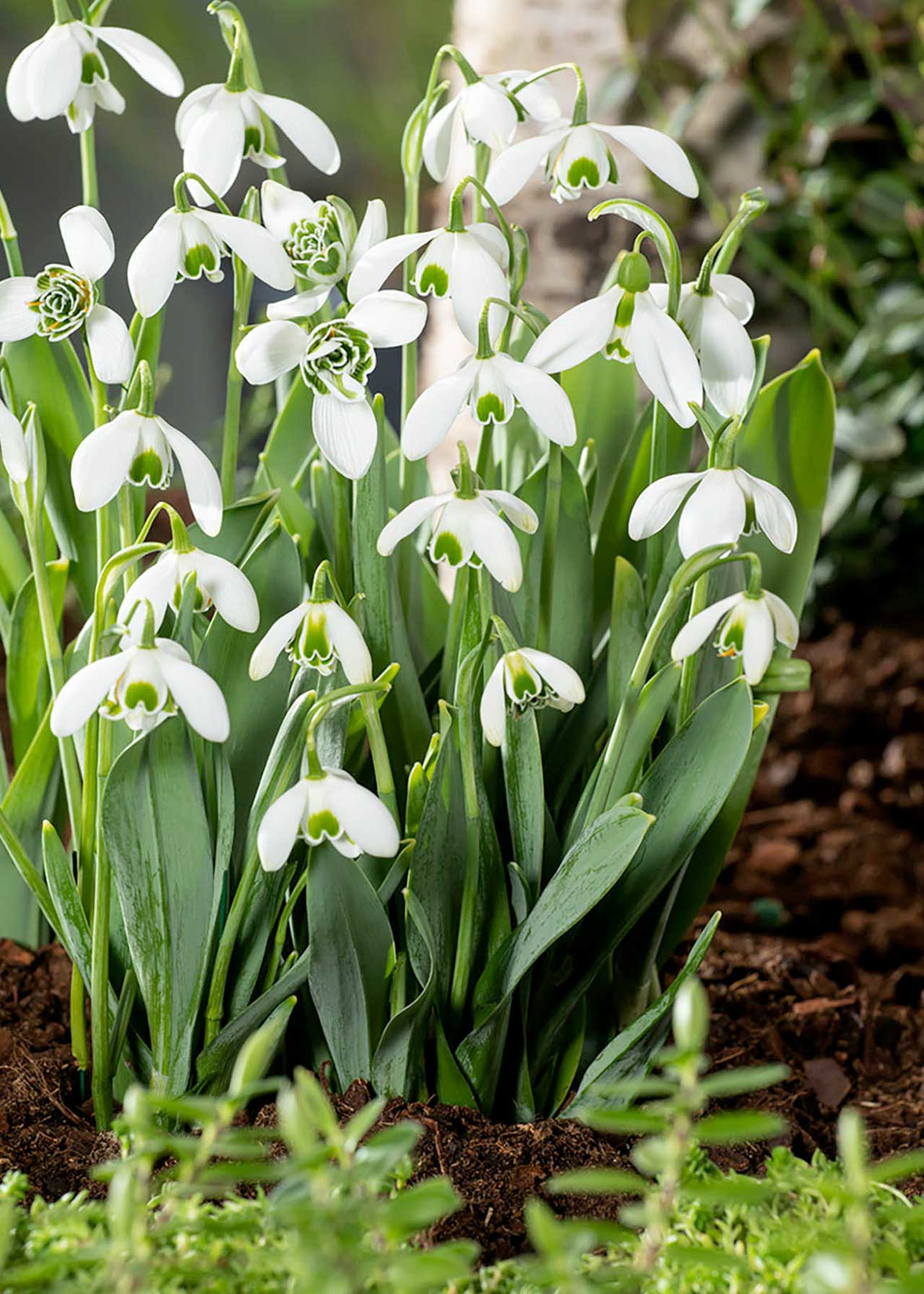 Galanthus Flore Plena 1ltr