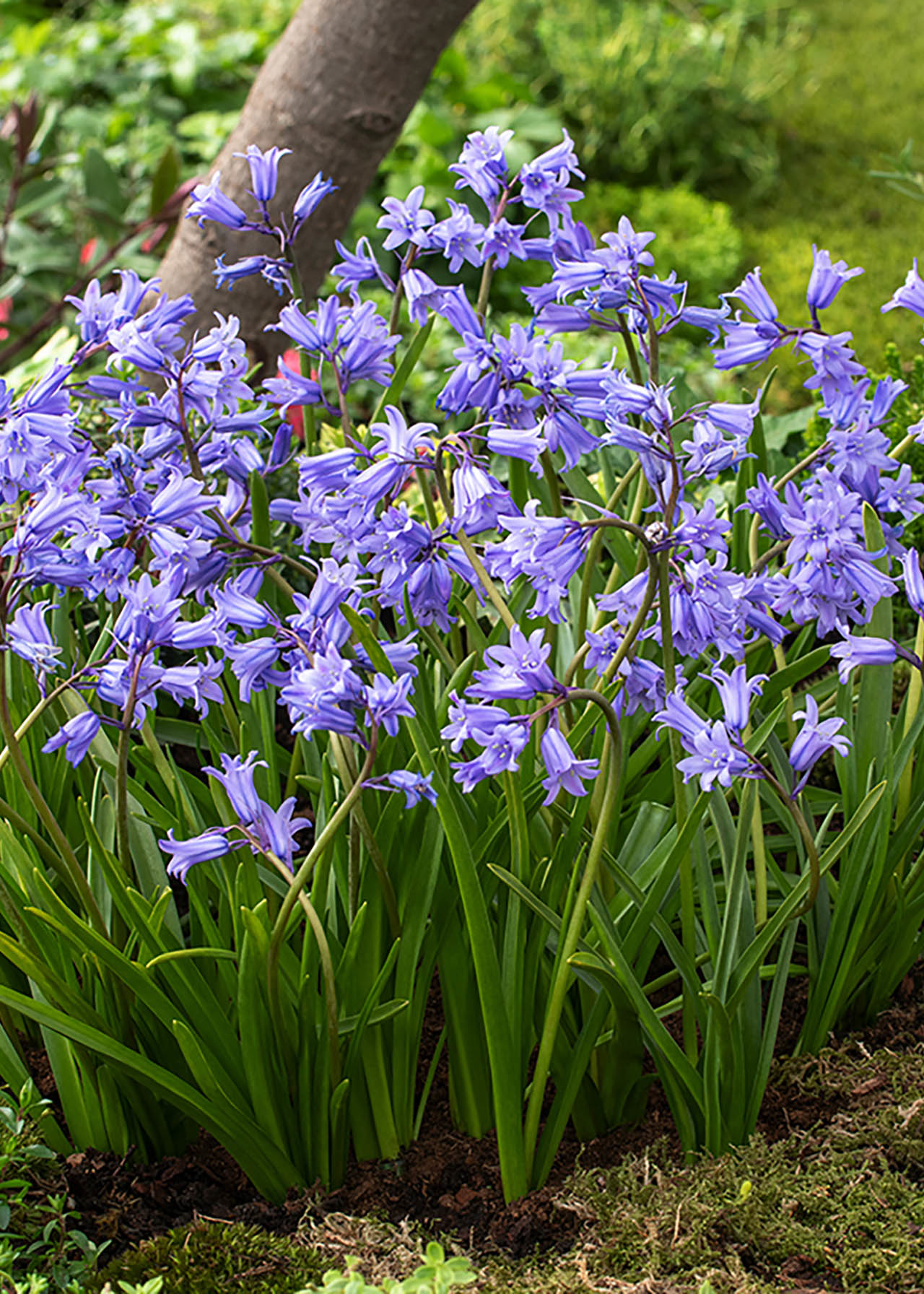 English Bluebell 1ltr