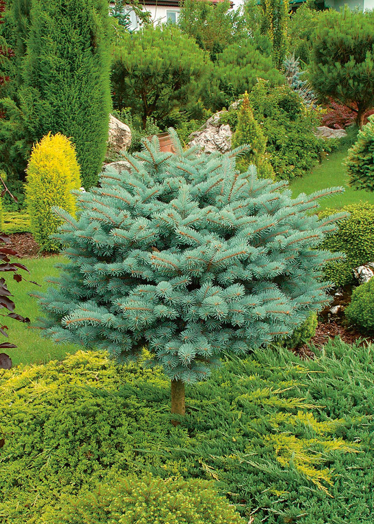 Juniperus Horizontalis Lime Glow 3ltr