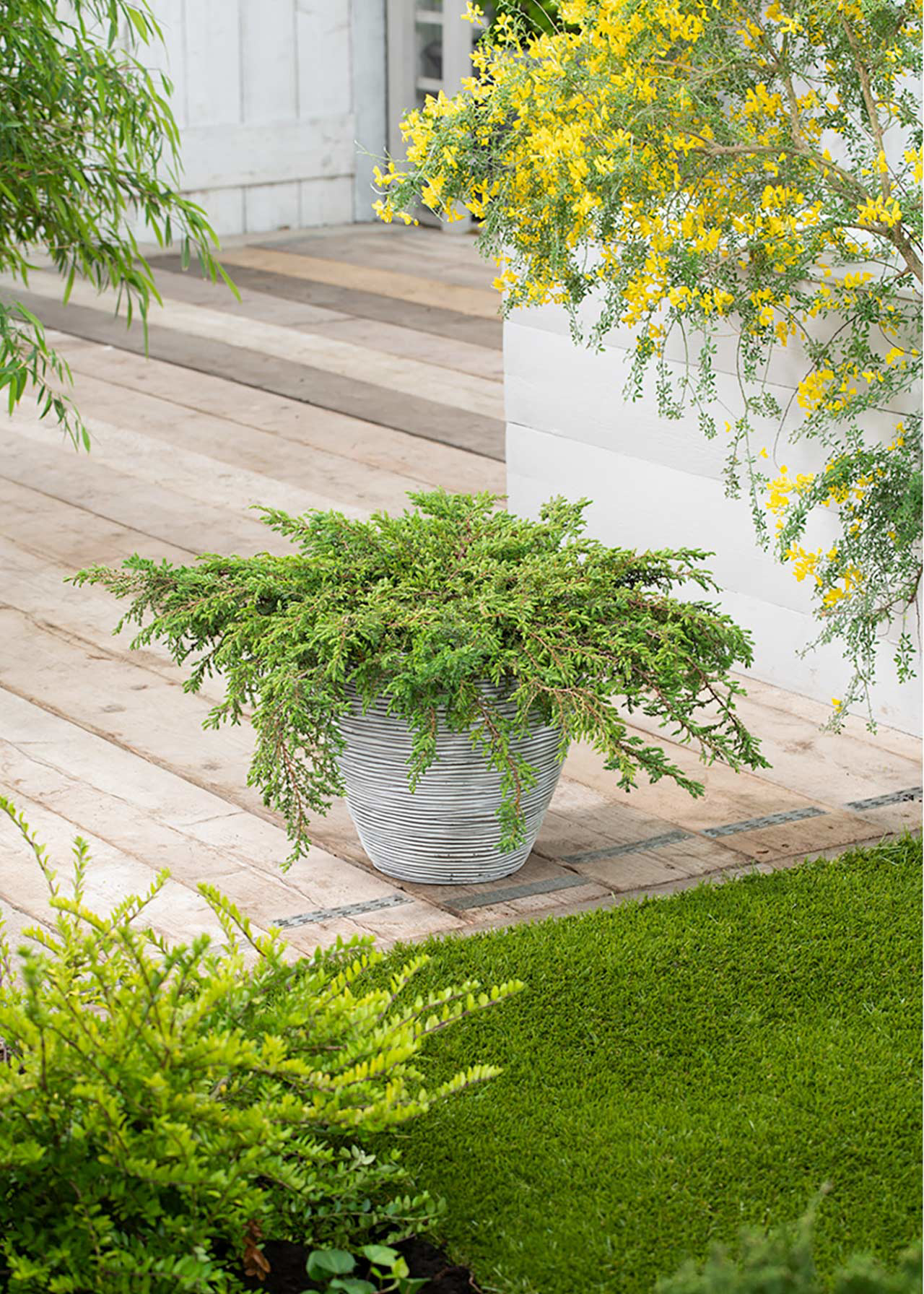 Juniperus Communis Green Carpet 3ltr