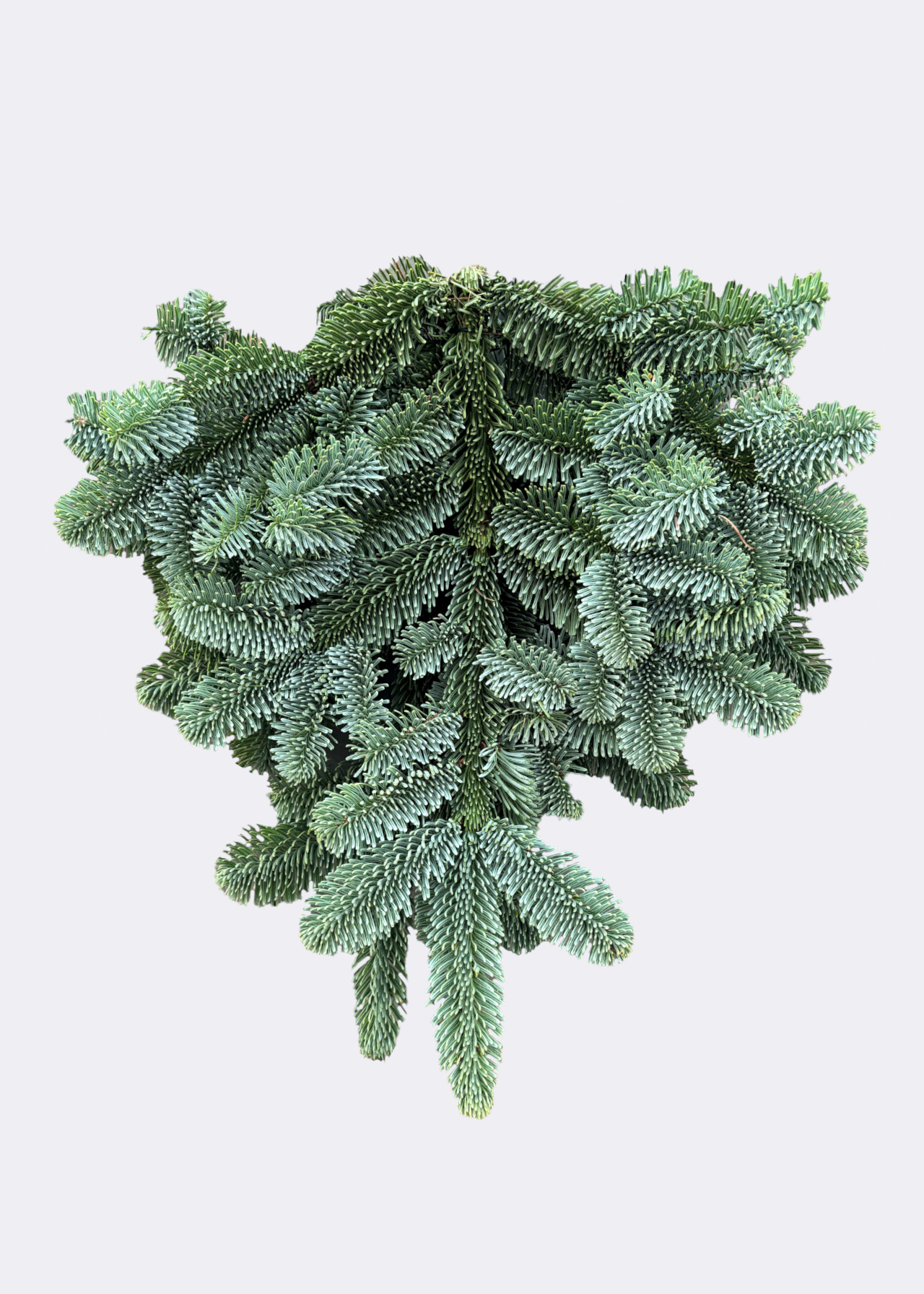 Fresh Foliage Bundle