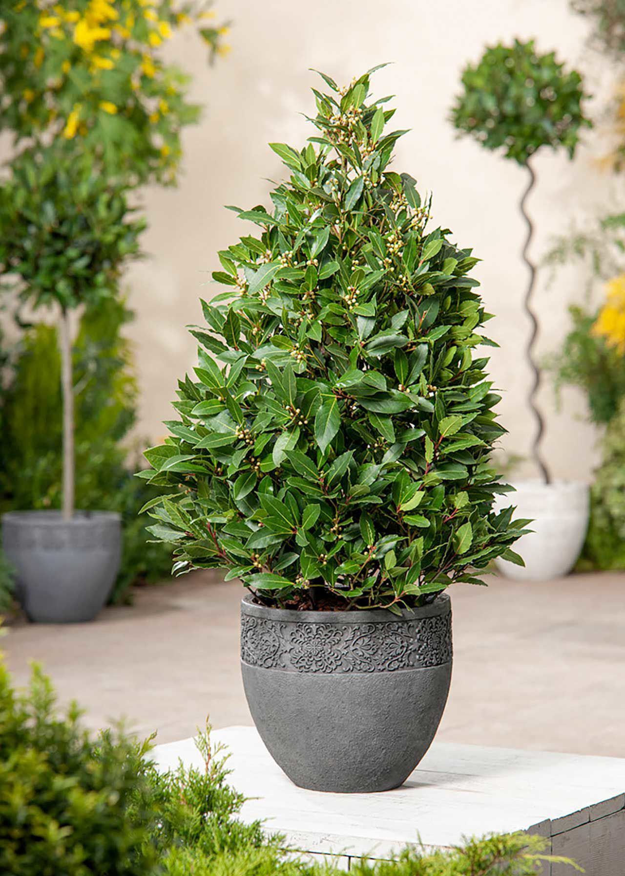 Laurus Nobilis Pyramid 80cm / 4.5ltr