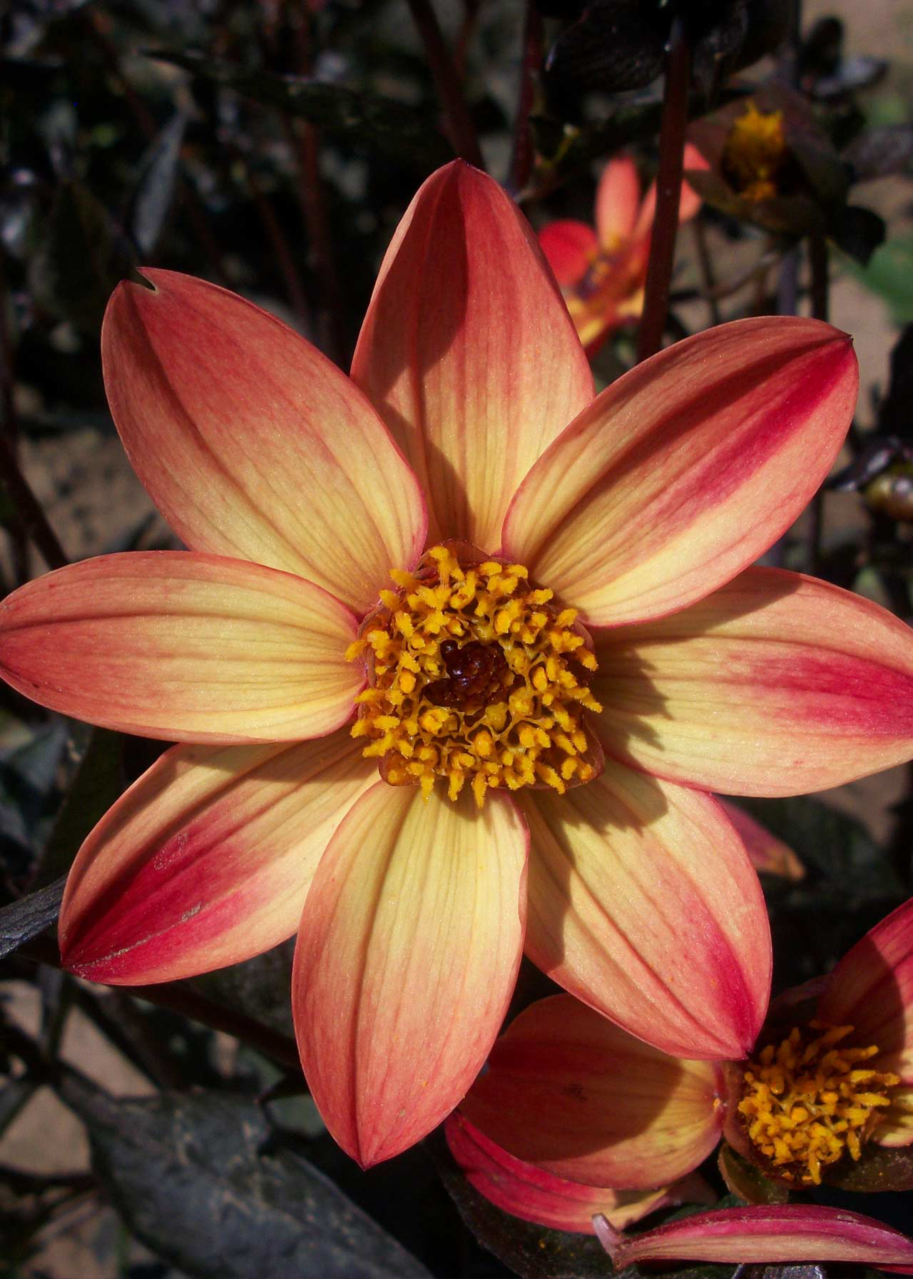 Dahlia Star Wars Single Pack