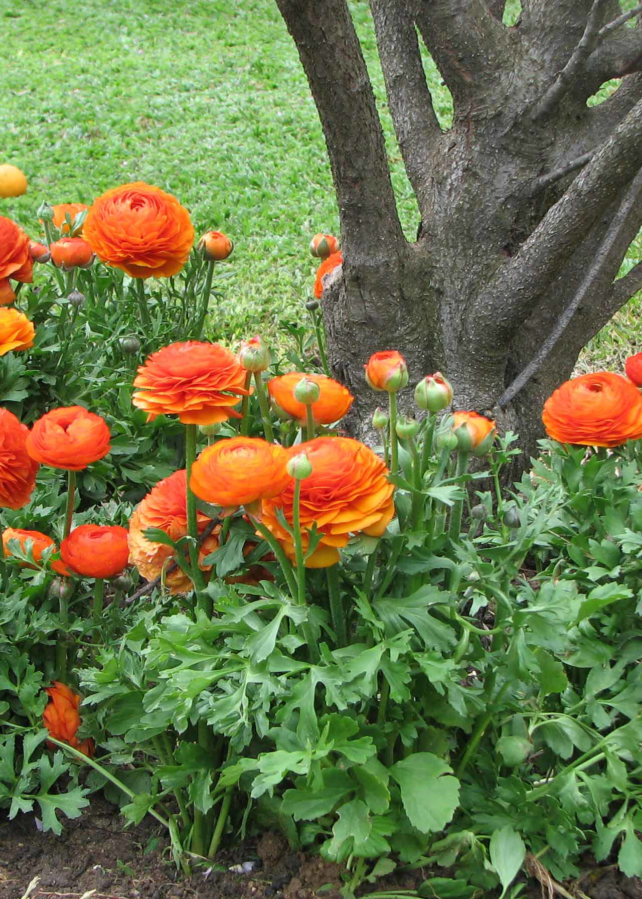 Ranunculus Orange Pack of 10