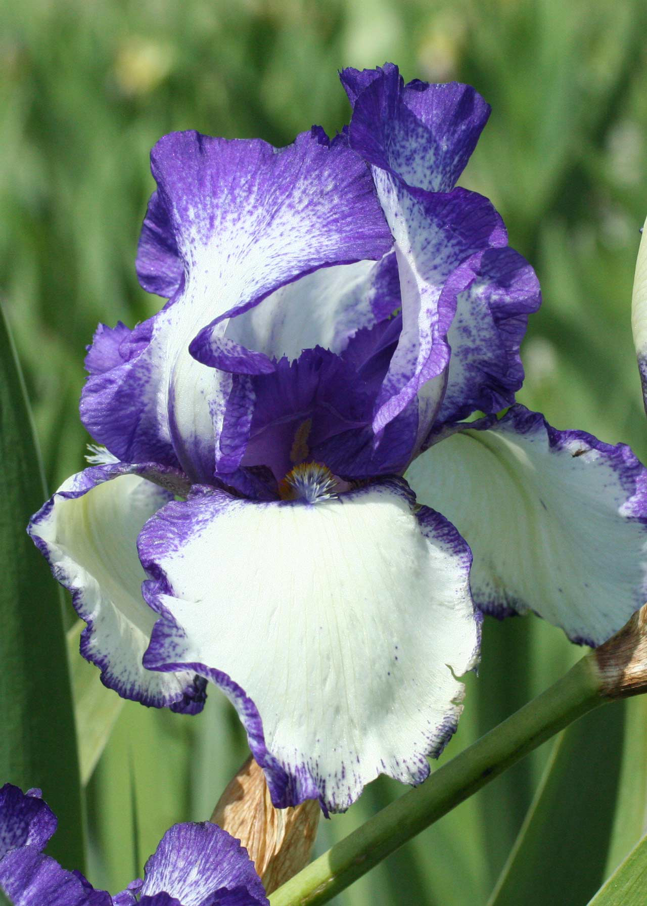 Iris Loop The Loop Single Pack