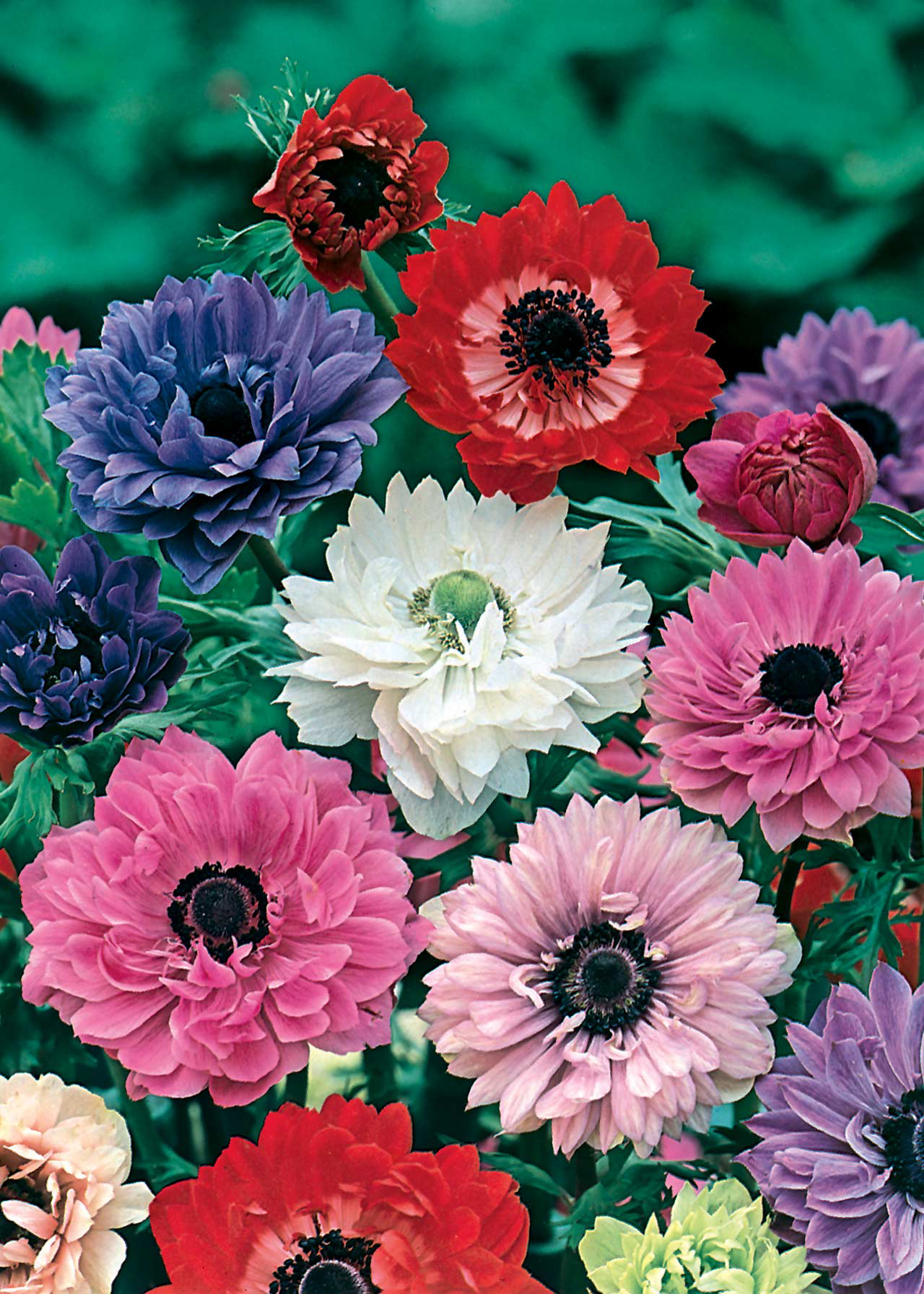 Anemone St. Brigid Mixed Pack of 15