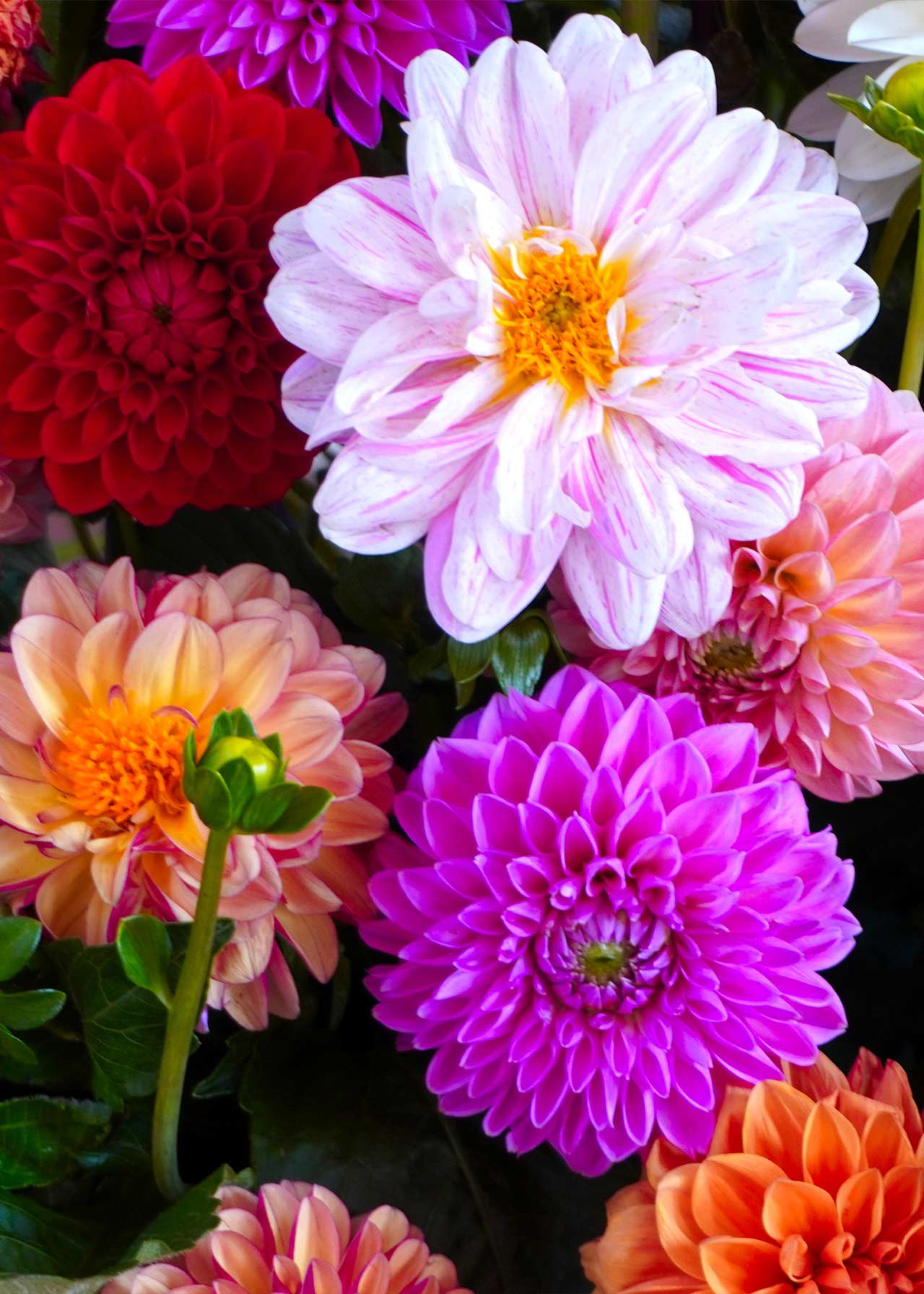 Dahlia Decorative Mix Pack of 3