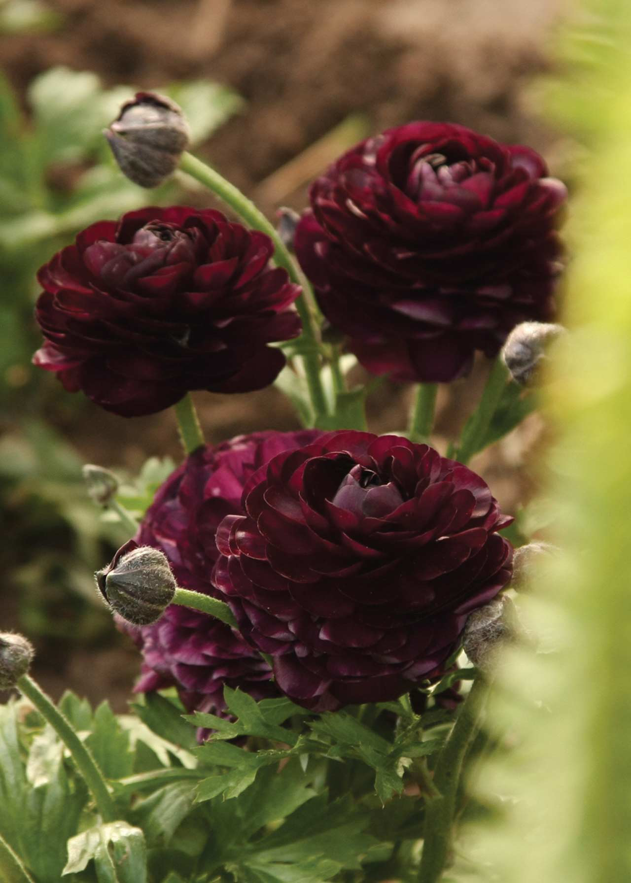 Ranunculus Purple Heart Pack of 15