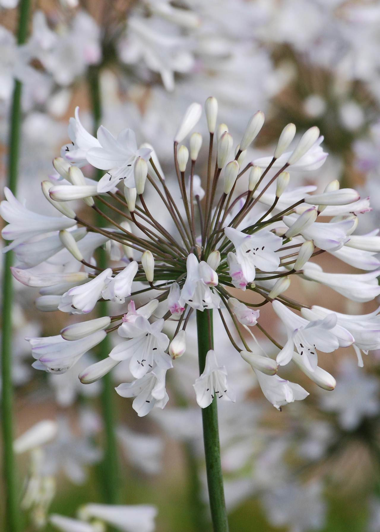 Agapanthus White Pack of 2