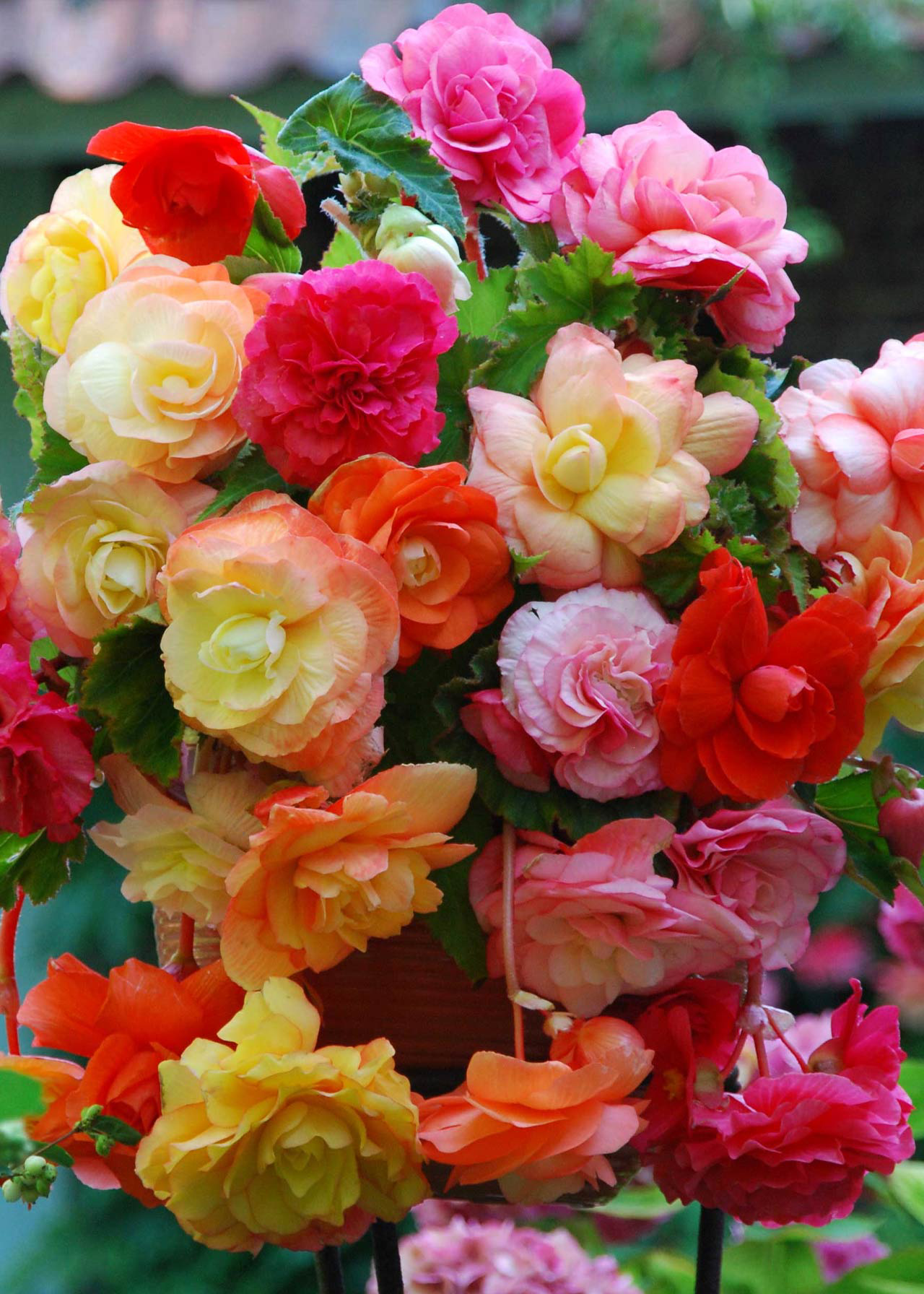 Begonia Cascading Mixture Pack of 3