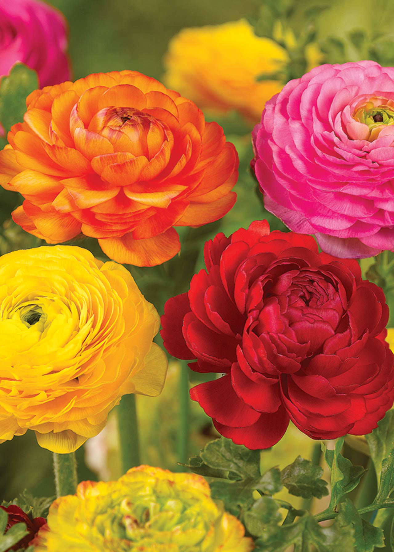 Ranunculus Mixed Pack of 20