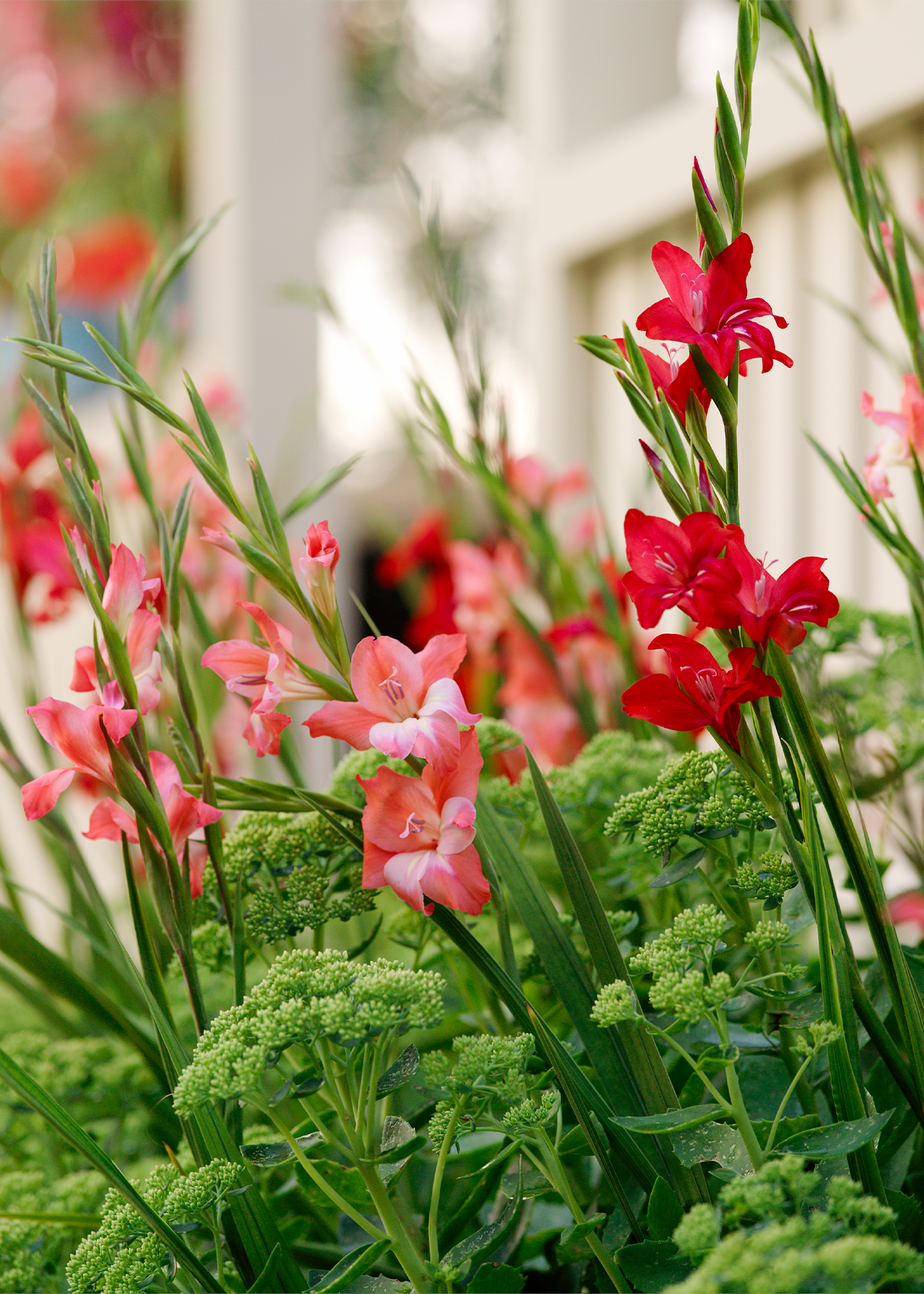 Gladioli Charming Beauty Pack of 9