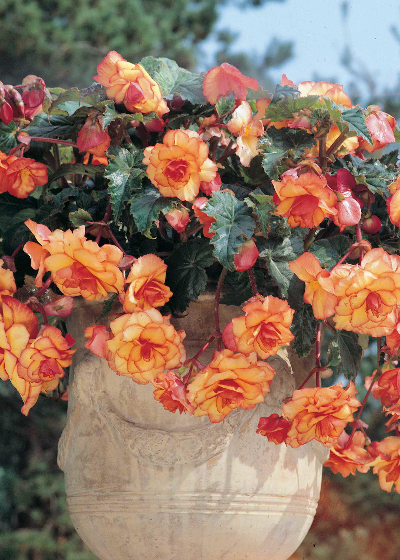 Begonia Aztec Gold Pack of 2