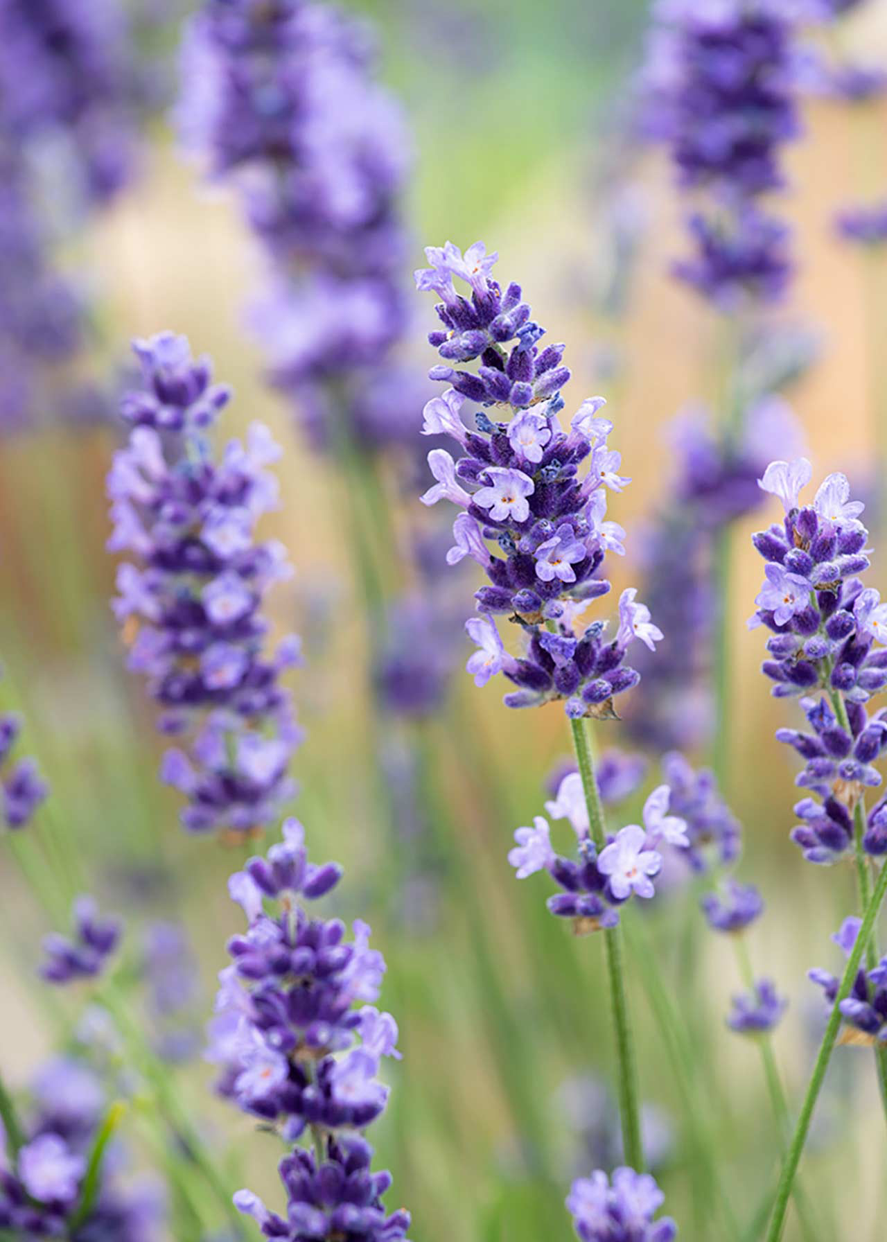 Lavandula Hidcote 8.5cm