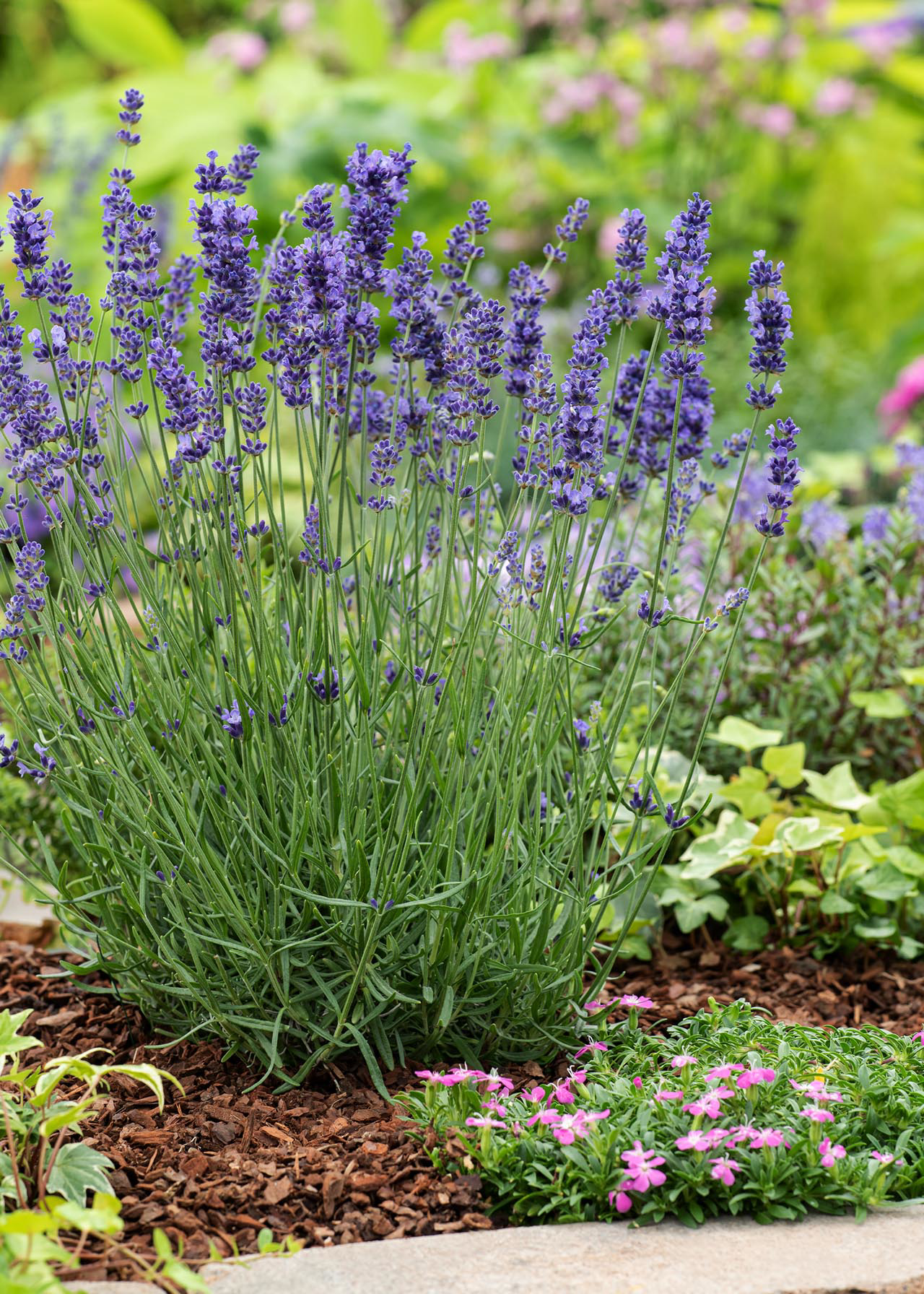 Lavandula Vera 8.5cm