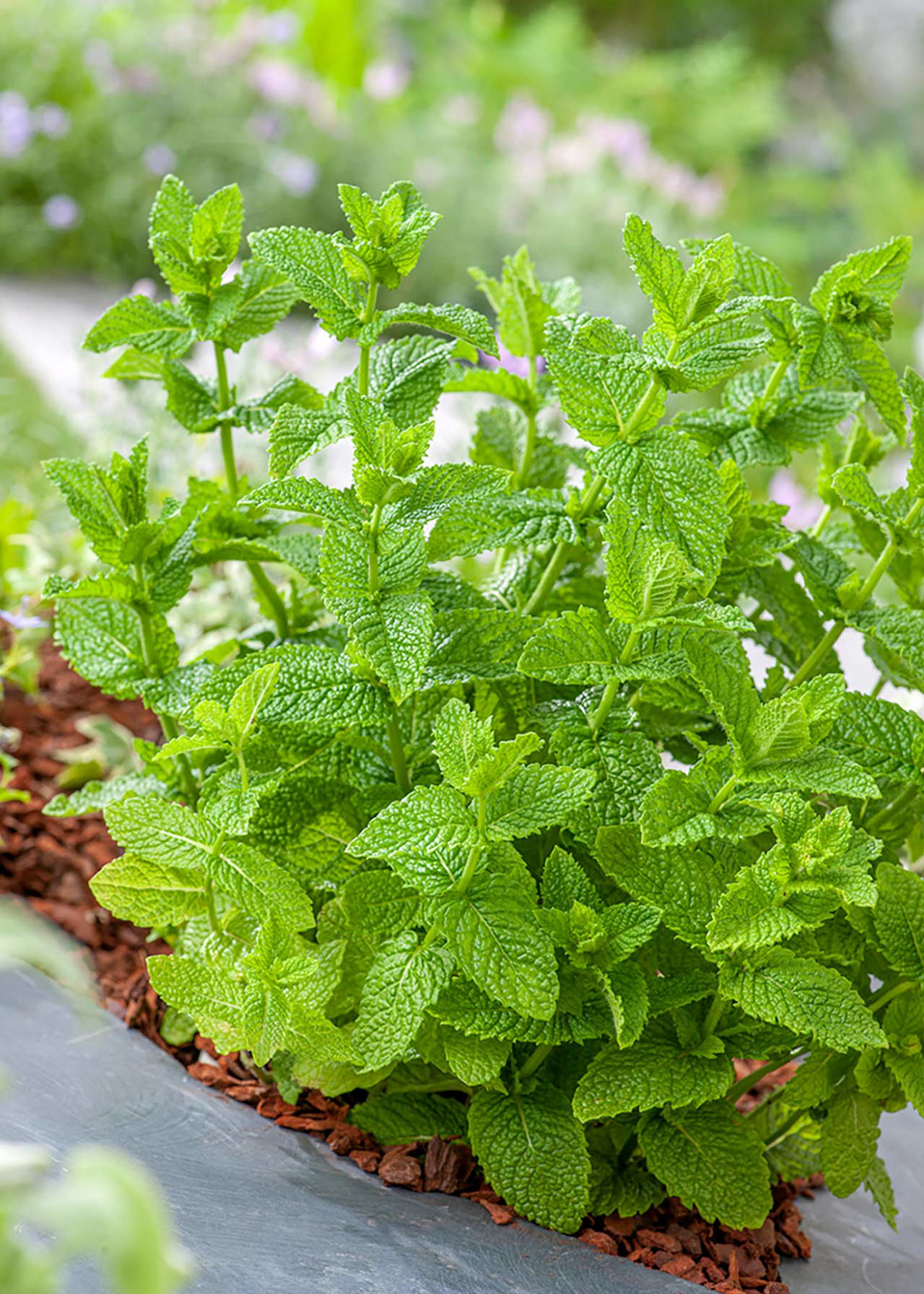 Mentha Moroccan 8.5cm