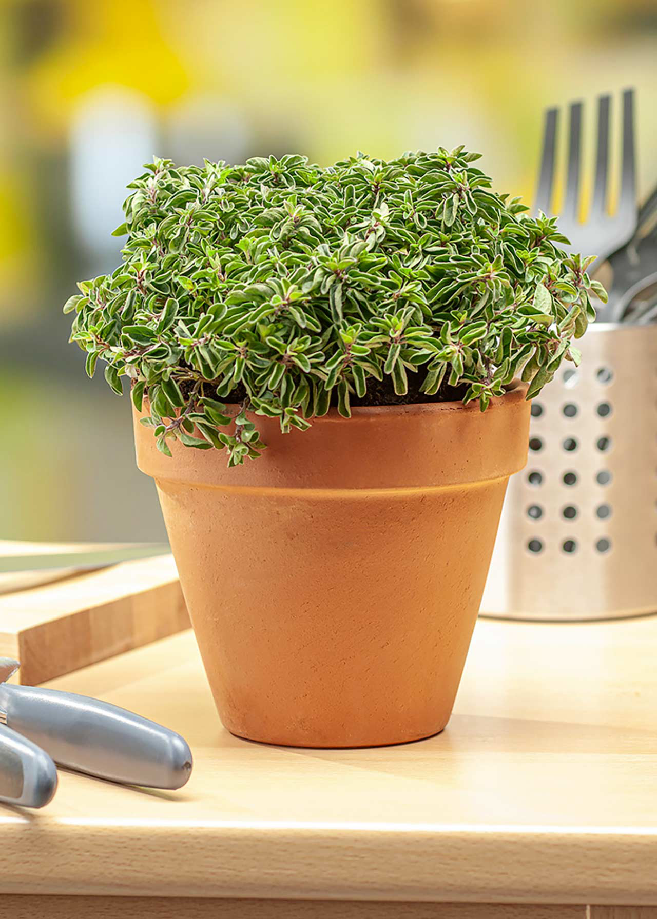 Oregano Compact 8.5cm