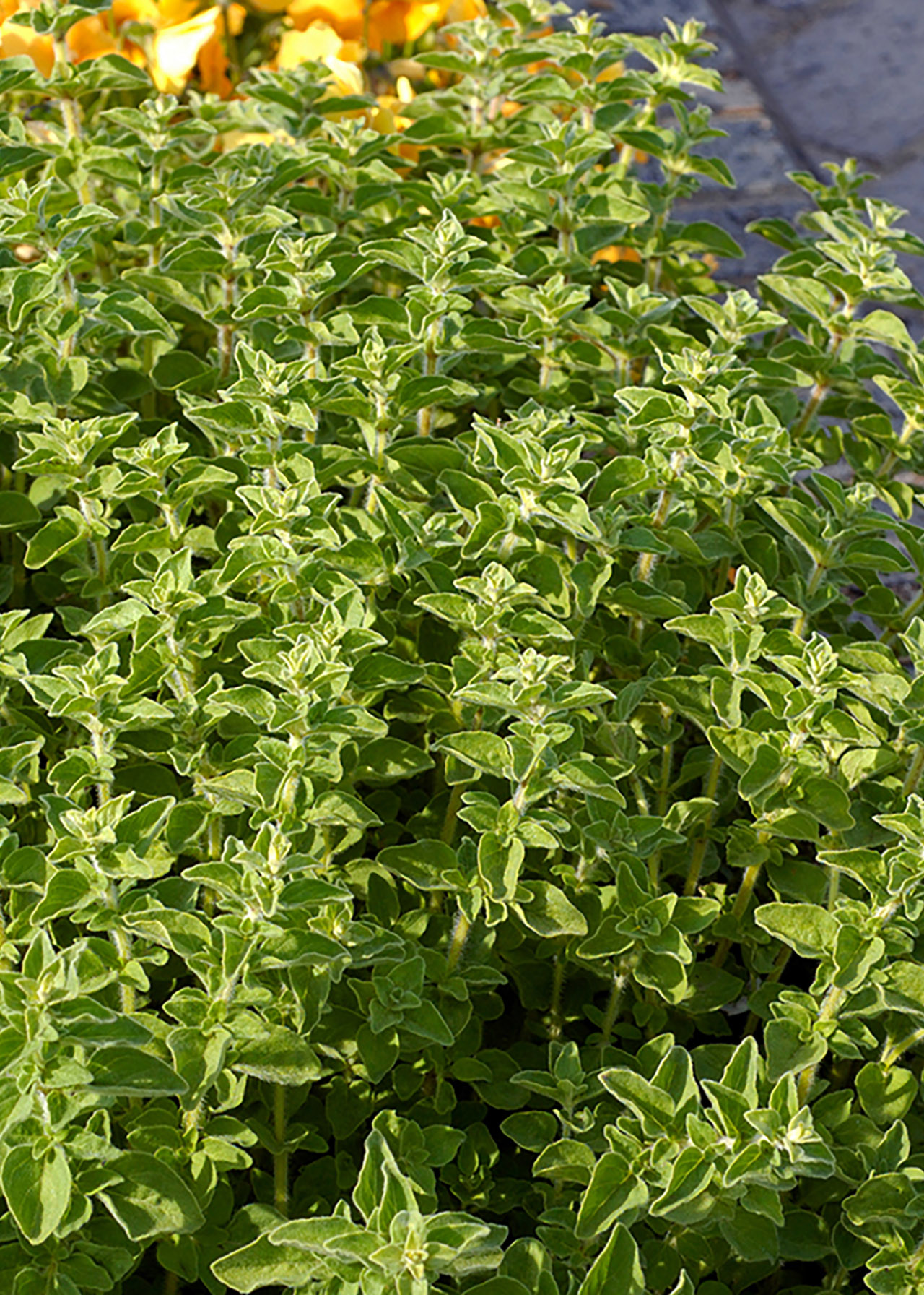 Oregano Hot & Spicy 8.5cm