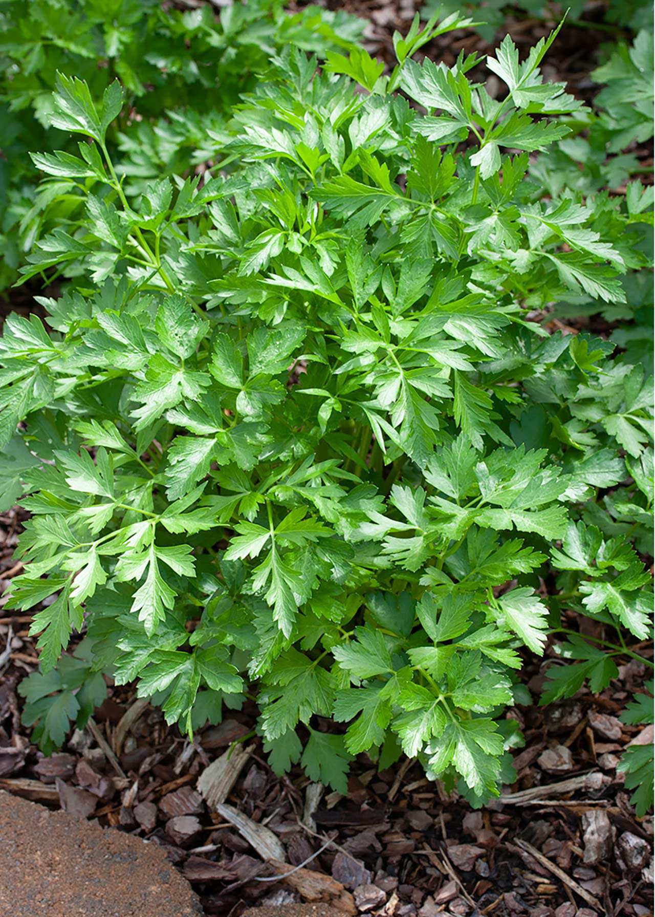 Parsley Flat 8.5cm