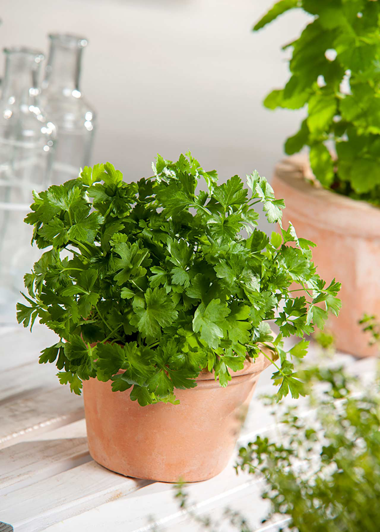 Parsley Flat Leaf Italian 1ltr