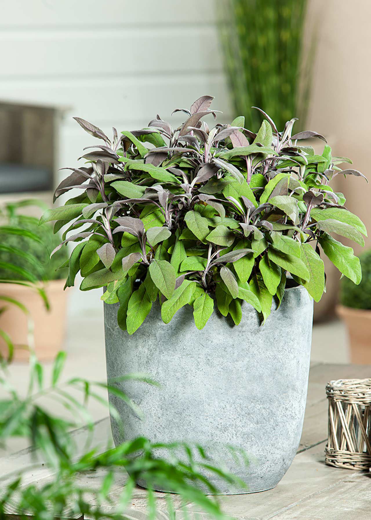Sage Purple 8.5cm