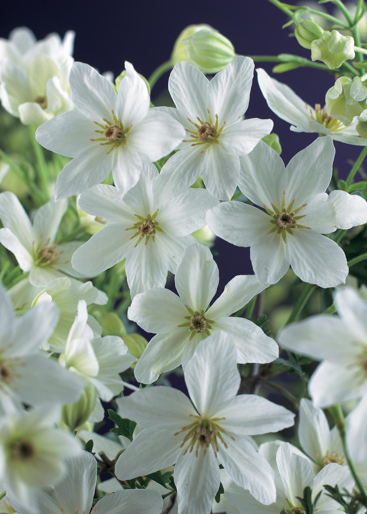 Clematis X Cartmanii Joe 2ltr