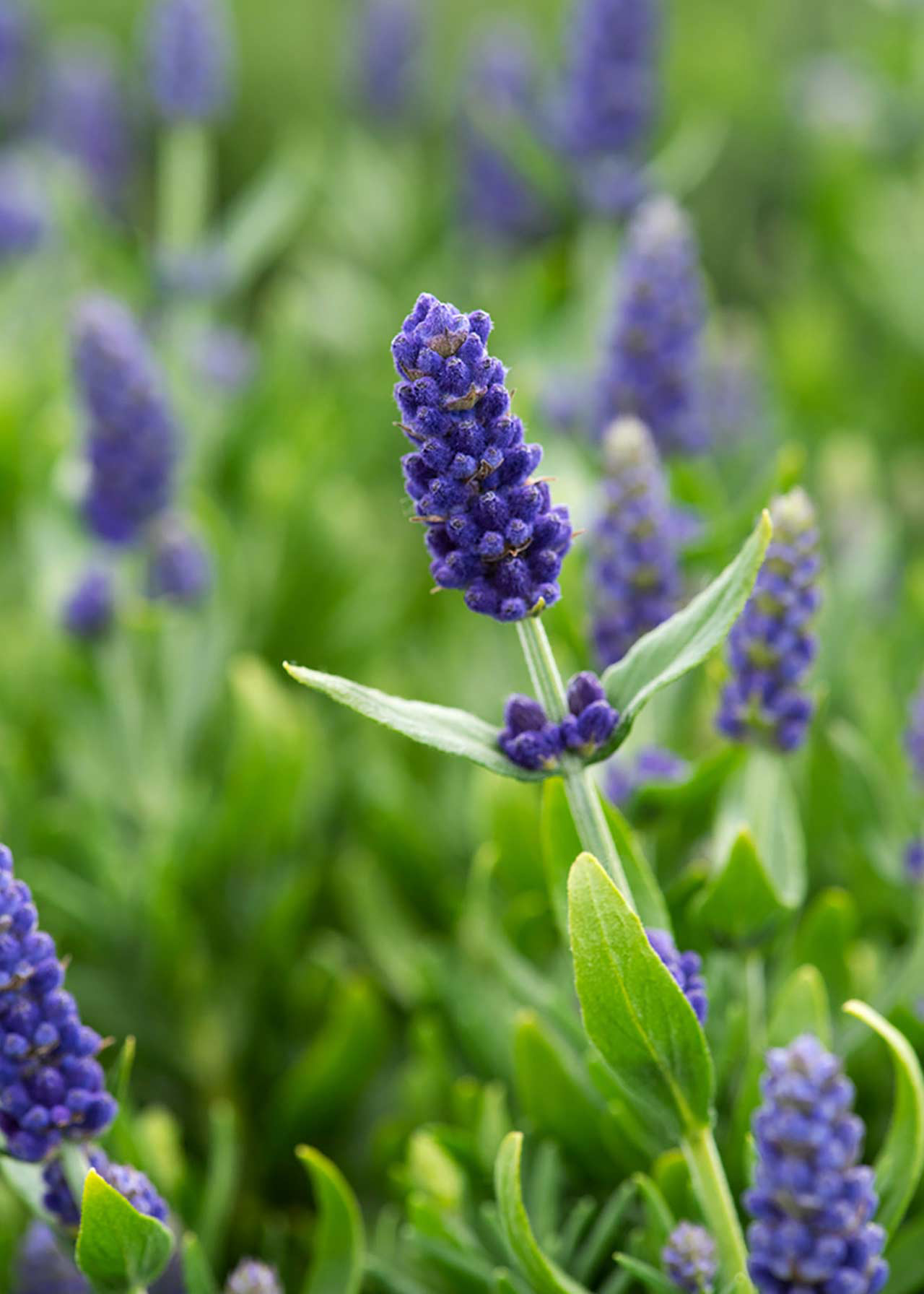 Lavandula Blue Spear 1ltr