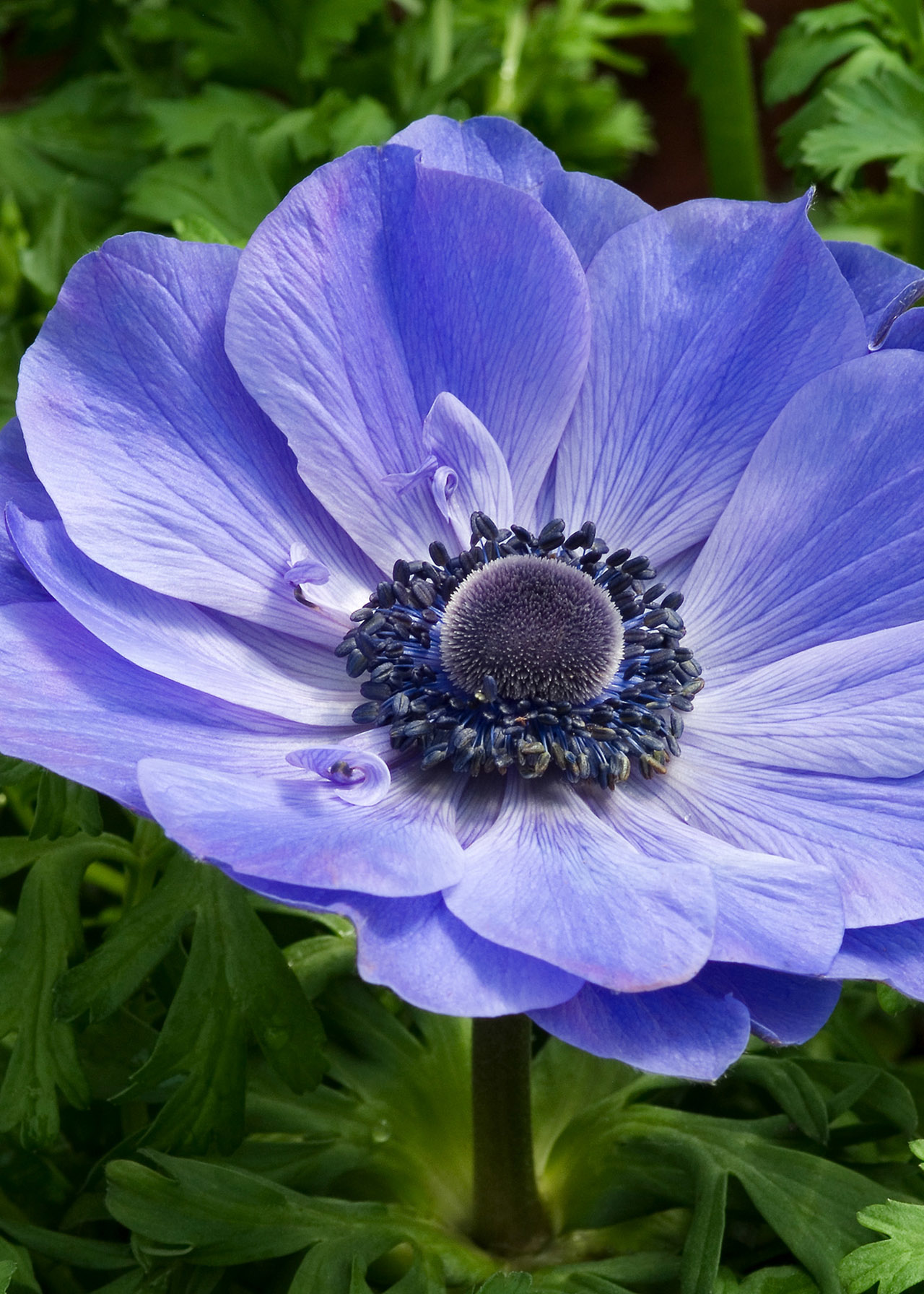 Anemone Harmony Blue 2ltr