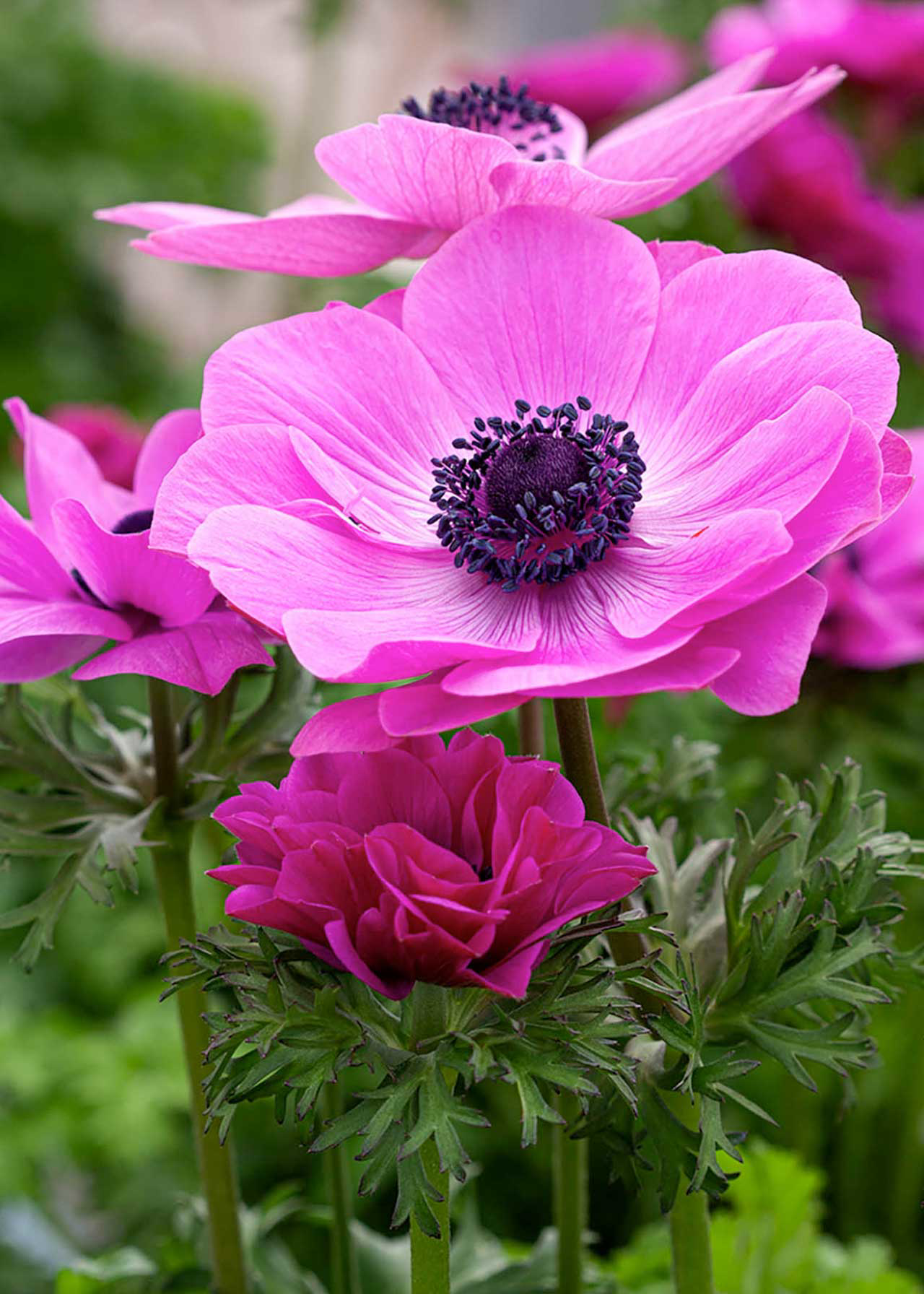 Anemone Harmony Orchid 2ltr