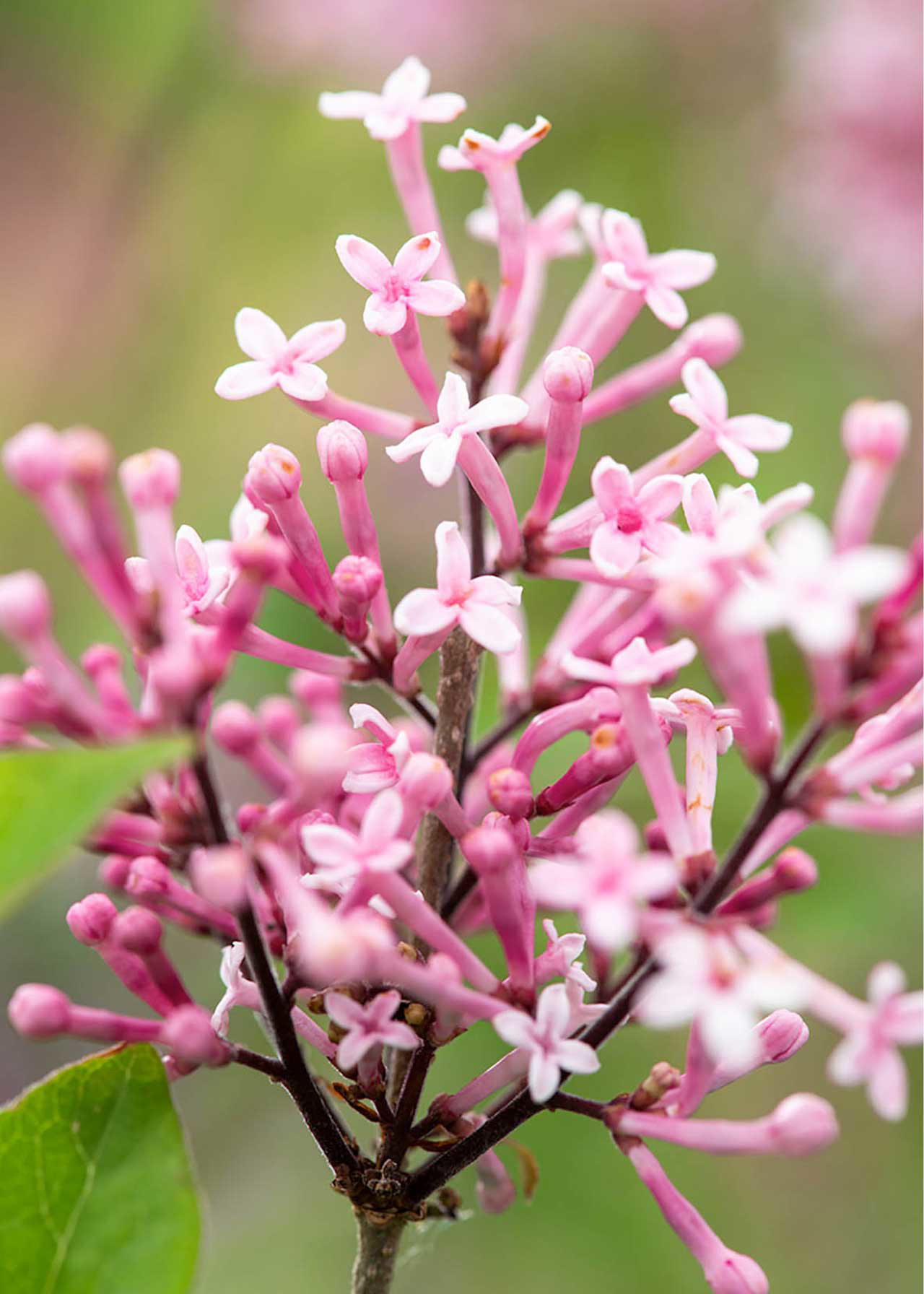 Syringa Bloomerang Pink Perfume 3ltr