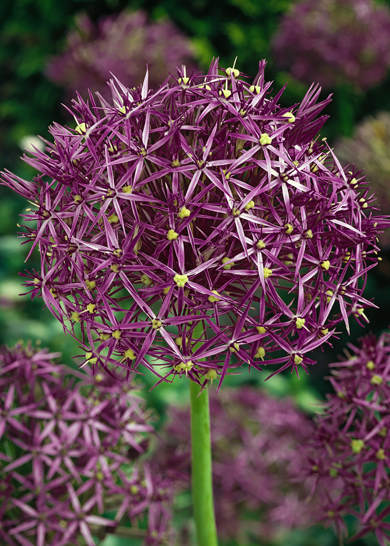 Allium Collection 2ltr