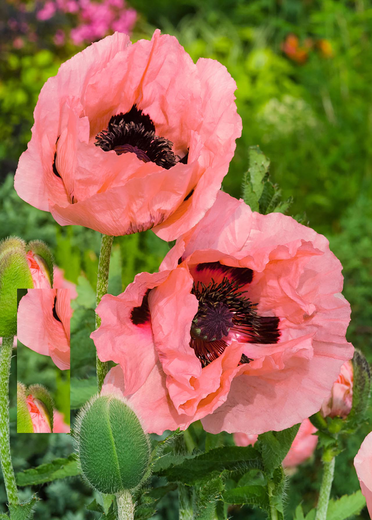Papaver Oreint Princess Victoria Louise 3ltr