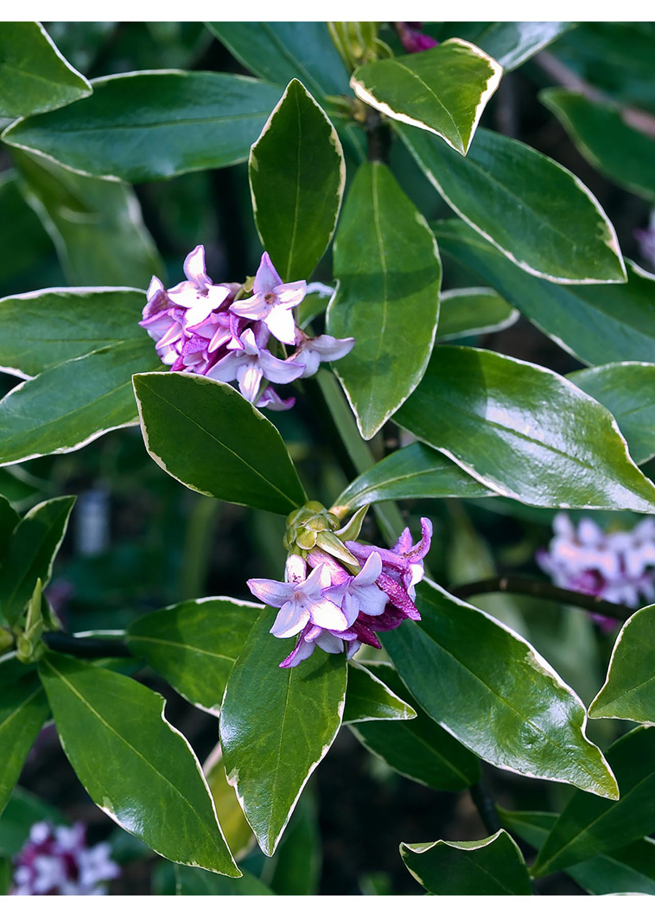 Daphne Odora Aureomarginata 2ltr