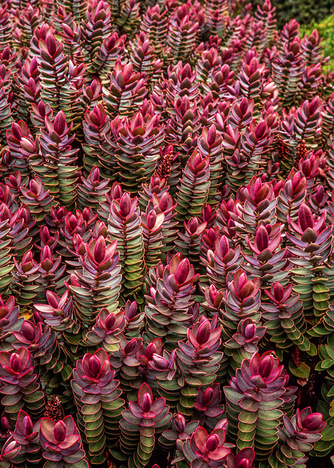 Hebe Little Red Rum 2ltr