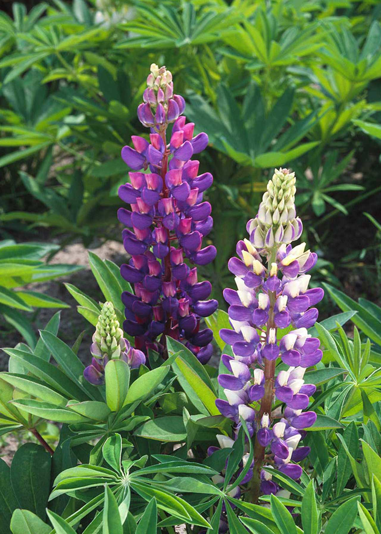 Lupin Legendary Blue 1ltr