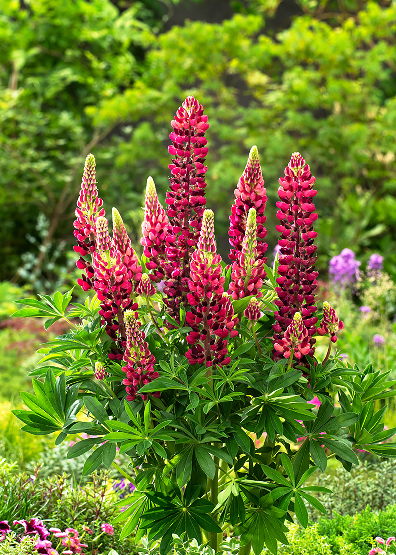 Lupin Legendary Pink 1ltr
