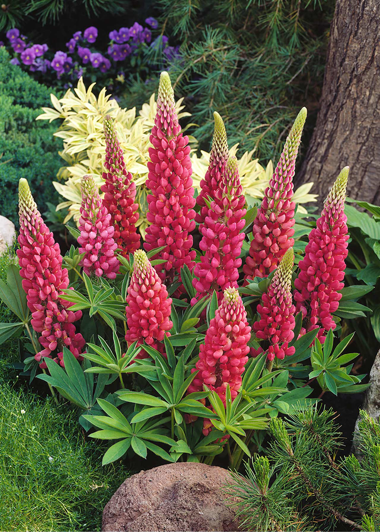 Lupin Legendary Red 1ltr
